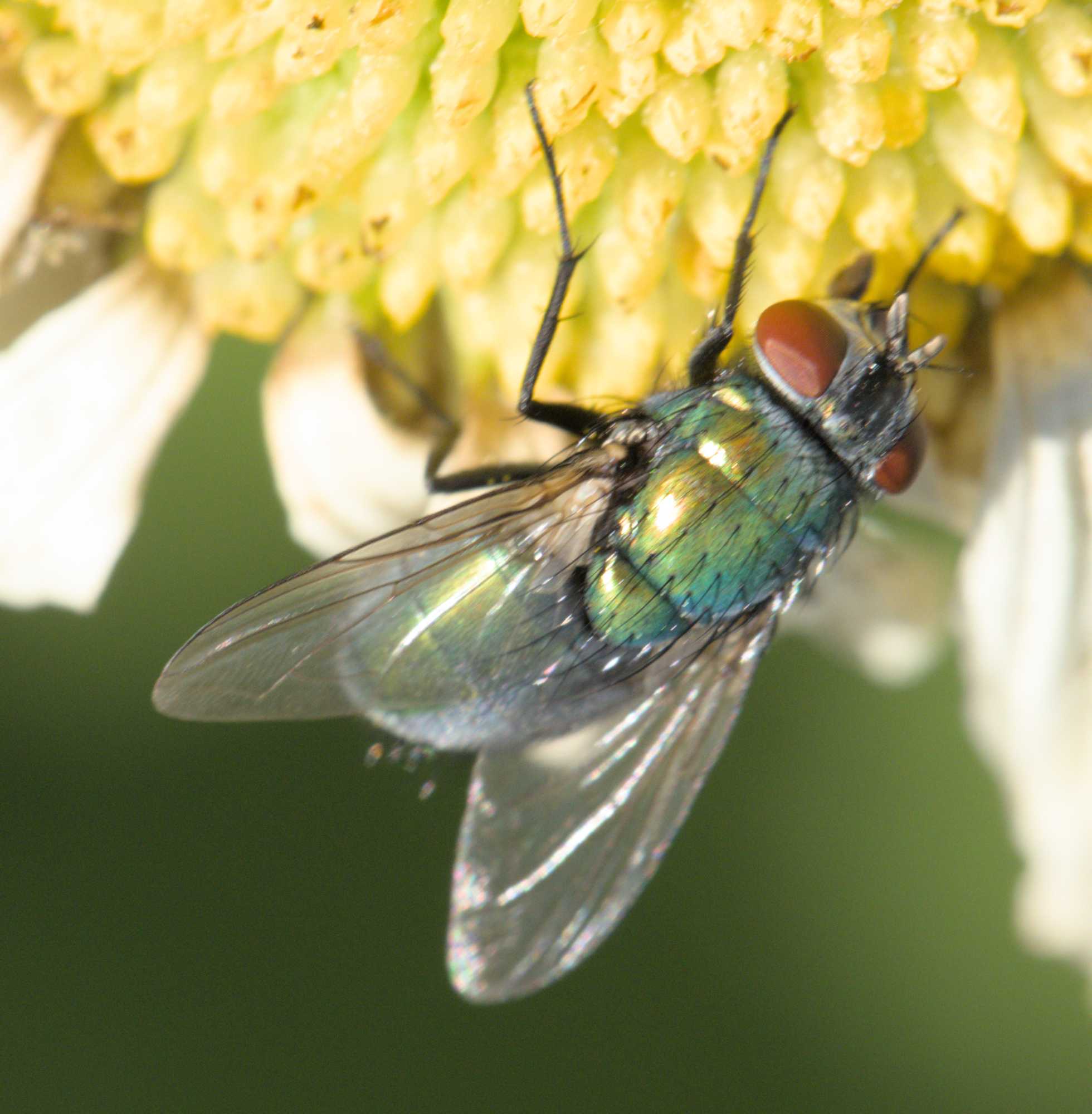 Goldfliege unbest. (Lucilia spec.), Lokation: Deutschland | Nordrhein-Westfalen | Heinsberg | Wassenberg Kategorien: Fliegen, Familie: Calliphoridae (Schmeißfliegen), Datum: 04.06.2022