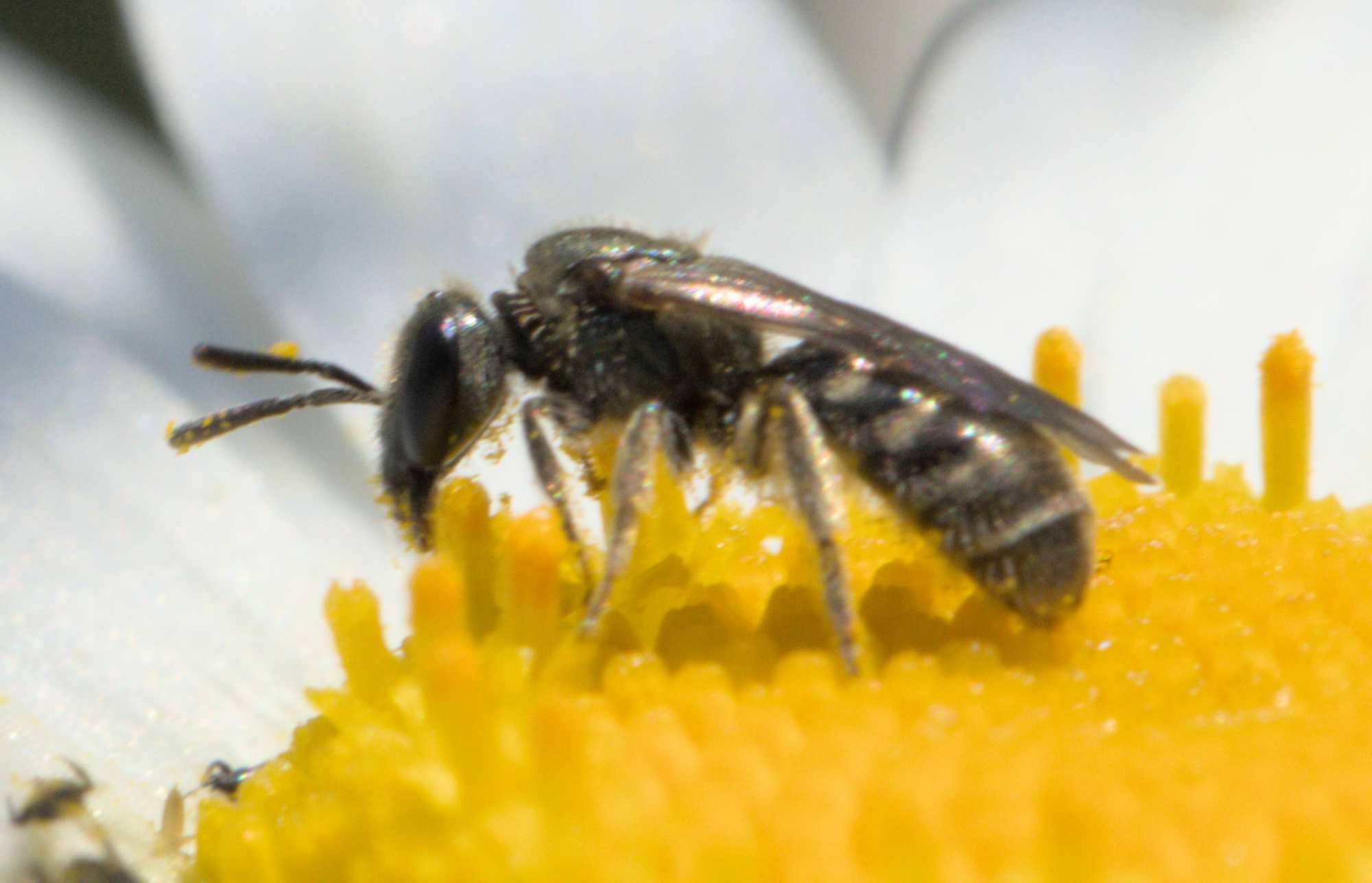 Schwarze Augenfleck-Schwebfliege (Eristalinus sepulchralis), Lokation: Deutschland | Nordrhein-Westfalen | Heinsberg | Wassenberg Kategorien: Bienen, Familie: Halictidae (Schmal- und Furchenbienen), Familie: Syrphidae (Schwebfliegen), Familie: Halictidae (Schmal- und Furchenbienen), Datum: 04.06.2022