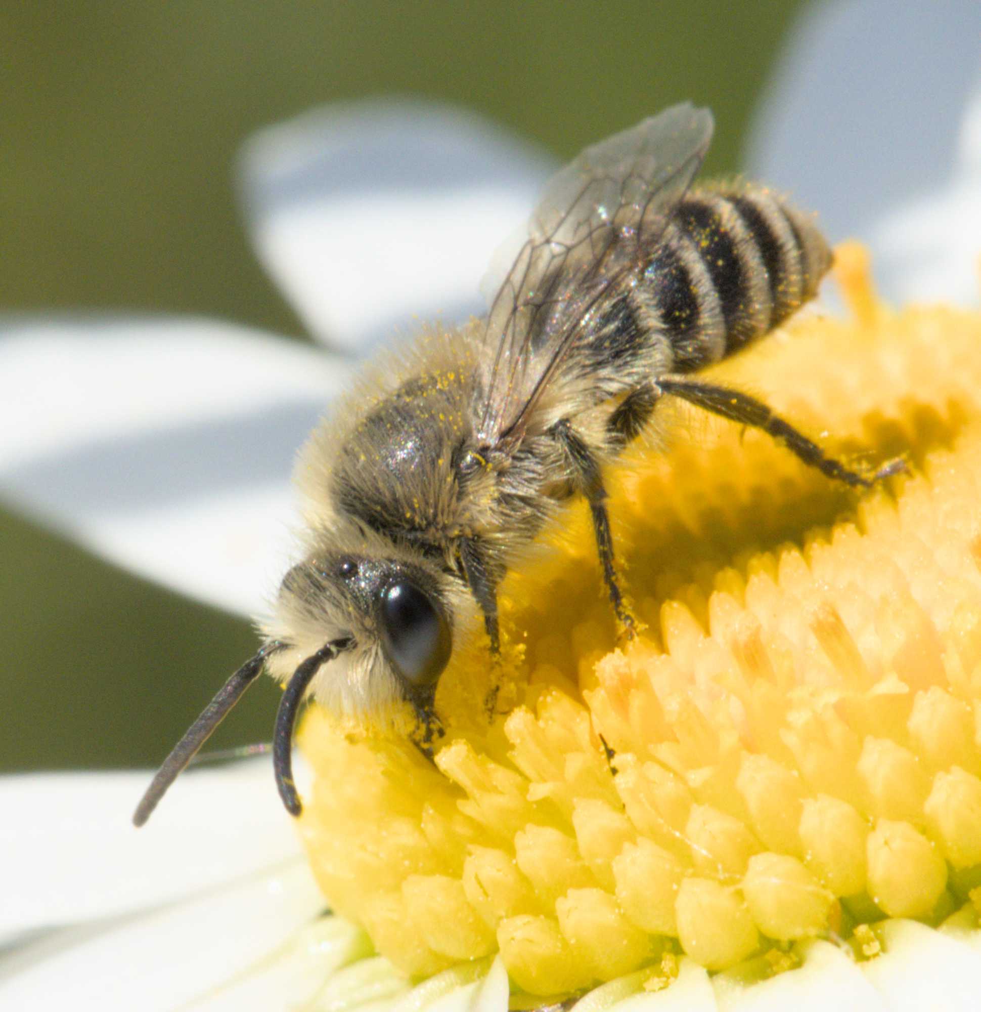 Colletes daviesanus/fodiens/similis (Colletes daviesanus/fodiens/similis), Lokation: Deutschland | Nordrhein-Westfalen | Heinsberg | Wassenberg Kategorien: Bienen, Familie: Colletidae (Kropfbienen), Datum: 04.06.2022