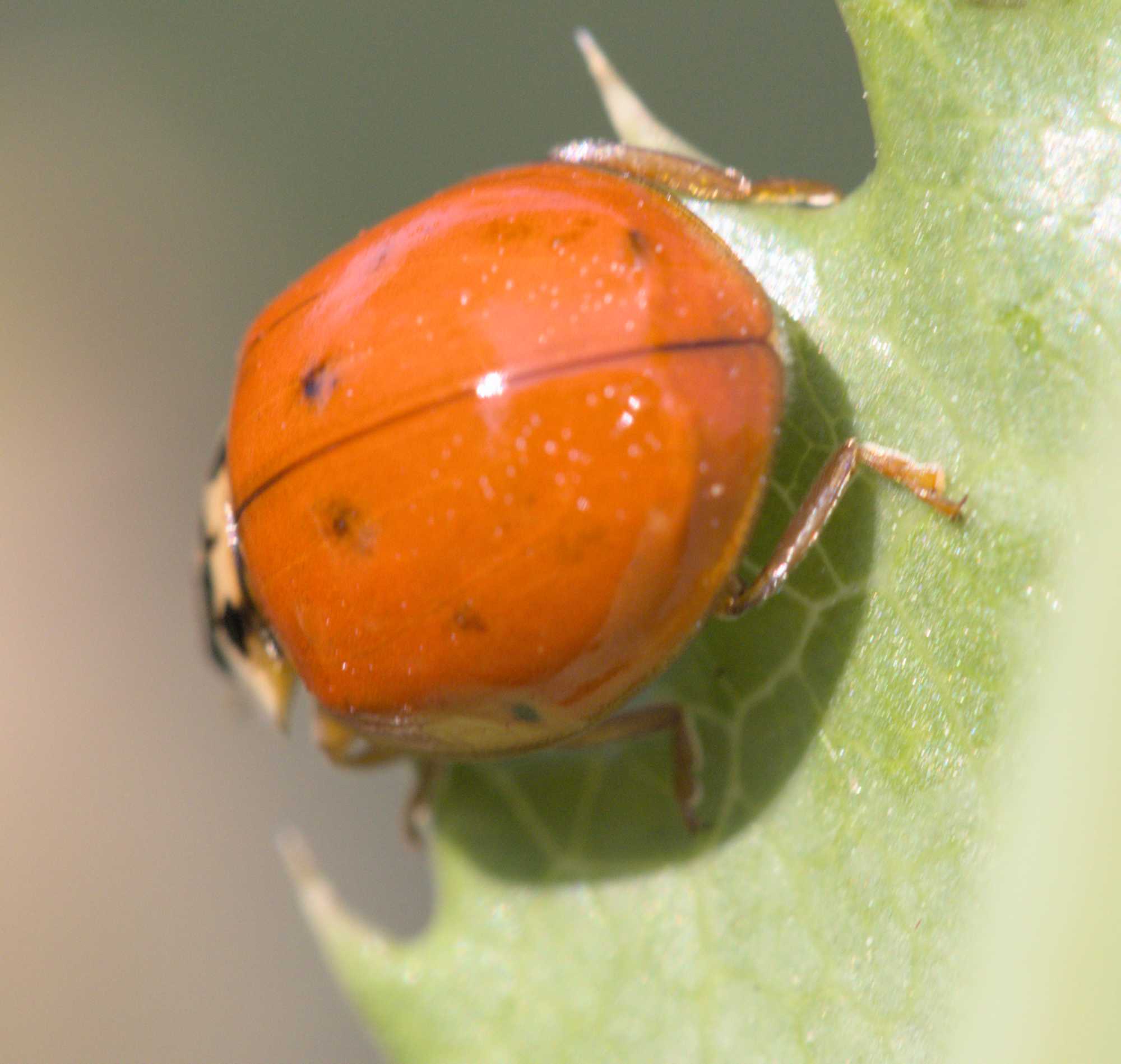 Asiatischer Marienkäfer (Harmonia axyridis), Lokation: Deutschland | Nordrhein-Westfalen | Heinsberg | Wassenberg Kategorien: Käfer, Familie: Coccinellidae (Marienkäfer), Datum: 04.06.2022
