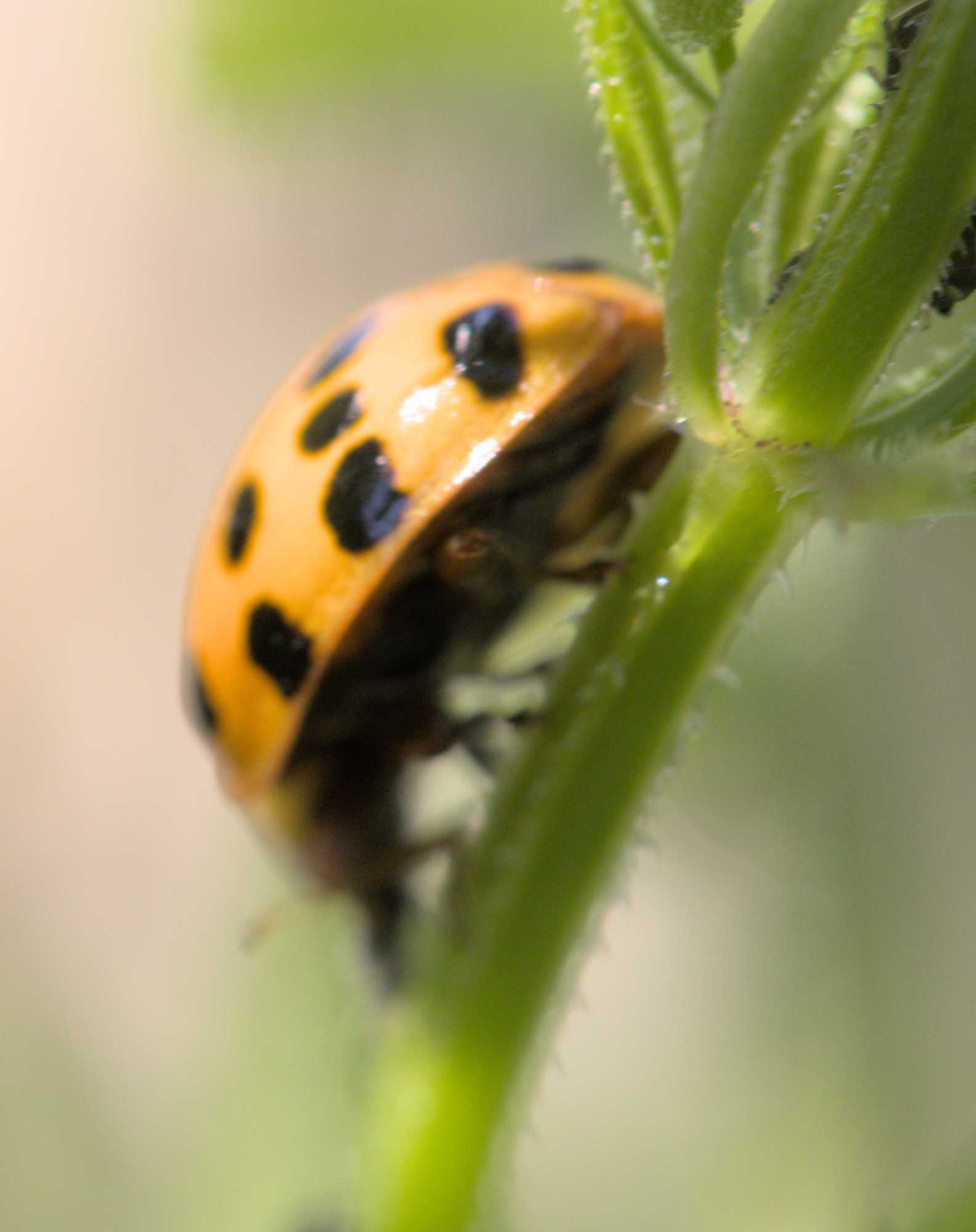 Gemeiner Pilz-Marienkäfer (Psyllobora vigintiduopunctata), Lokation: Deutschland | Nordrhein-Westfalen | Heinsberg | Wassenberg Kategorien: Käfer, Familie: Coccinellidae (Marienkäfer), Datum: 04.06.2022
