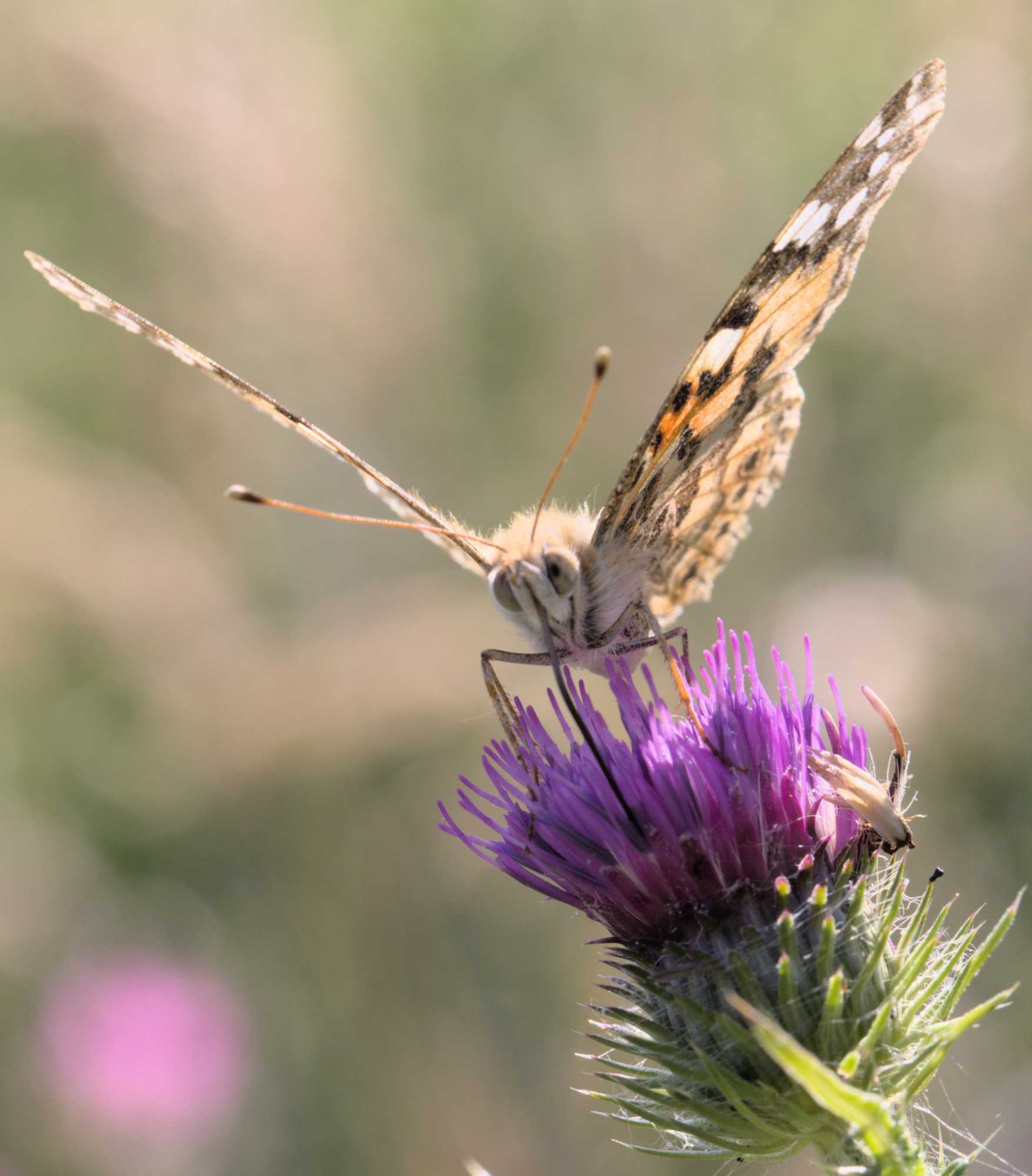 Distelfalter (Vanessa cardui), Lokation: Deutschland | Nordrhein-Westfalen | Heinsberg | Wassenberg Kategorien: Schmetterlinge, Familie: Nymphalidae (Edelfalter), Datum: 04.06.2022