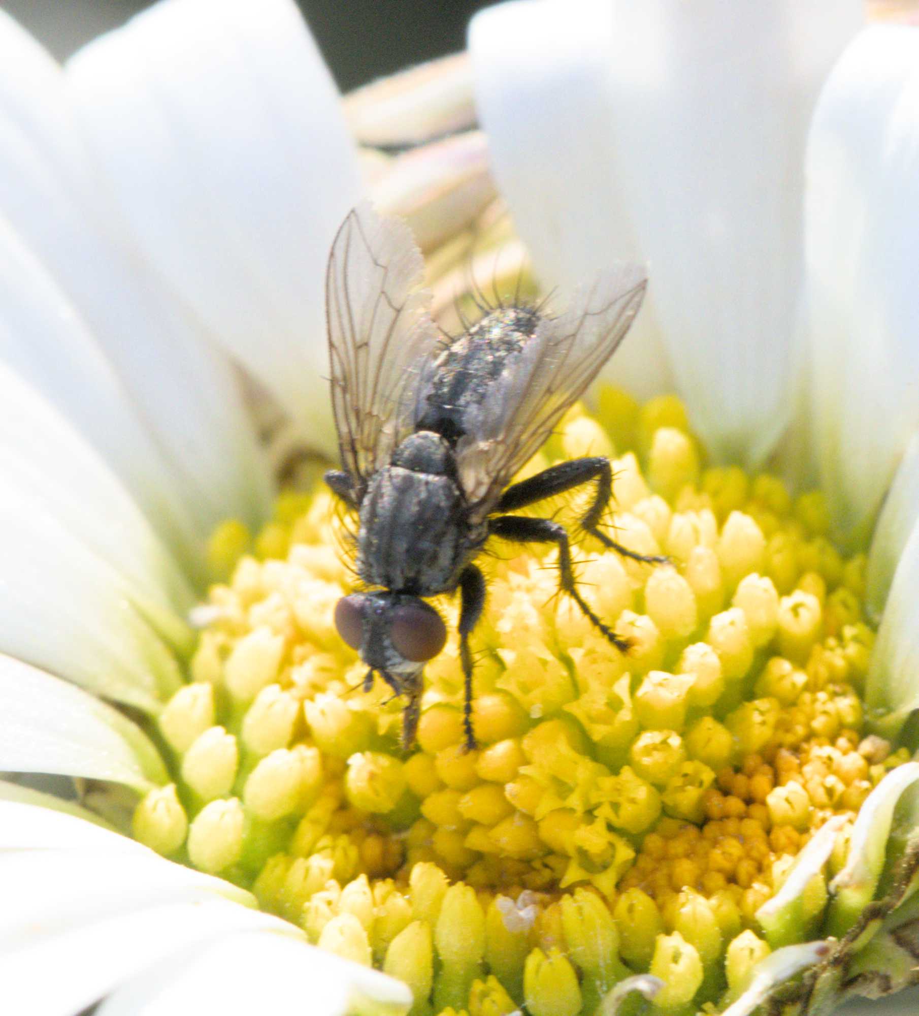 Schmeißfliege (Bellardia spec.), Lokation: Deutschland | Nordrhein-Westfalen | Heinsberg | Wassenberg Kategorien: Fliegen, Familie: Calliphoridae (Schmeißfliegen), Familie: Cerambycidae (Bockkäfer), Datum: 04.06.2022