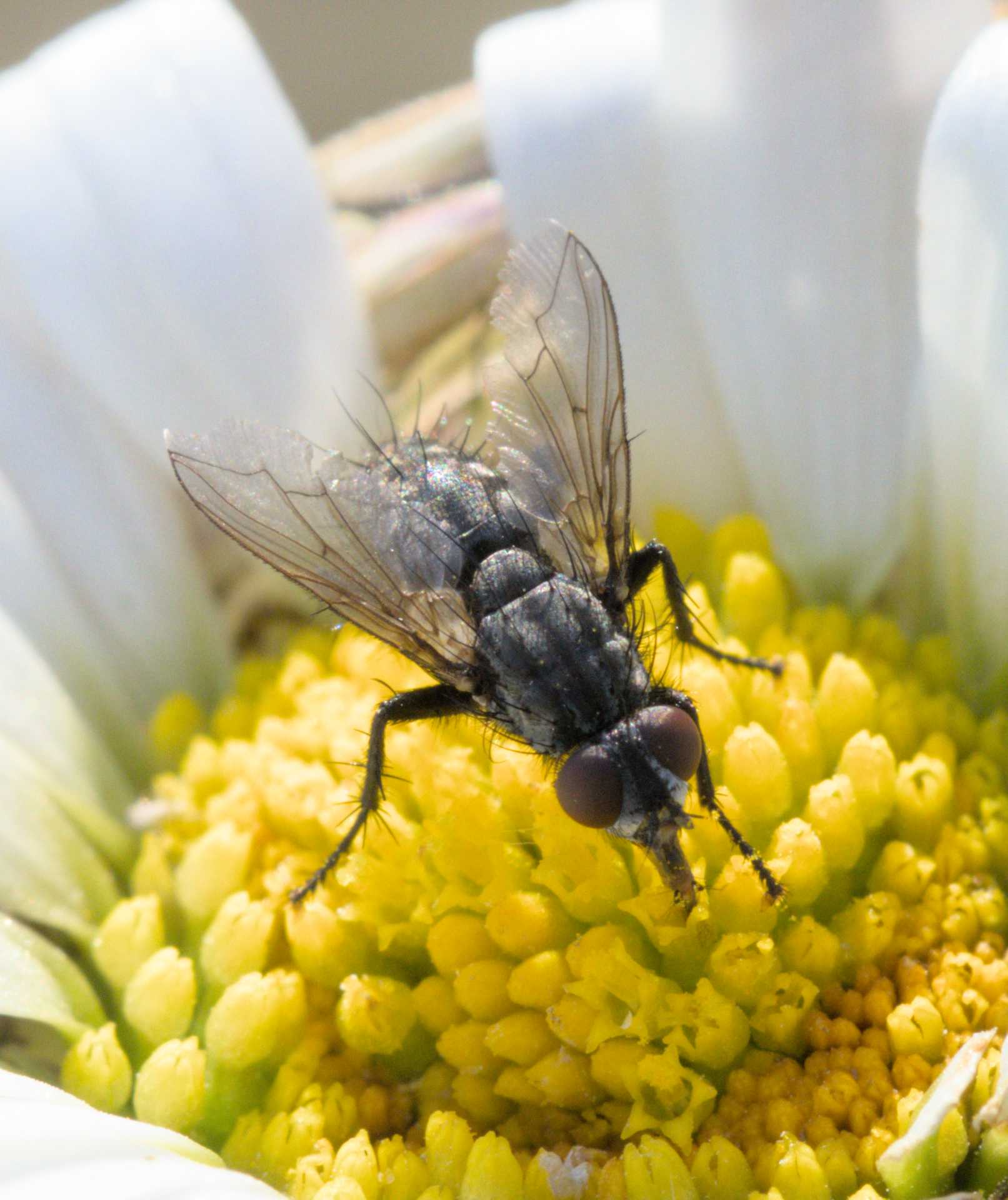Schmeißfliege (Bellardia spec.), Lokation: Deutschland | Nordrhein-Westfalen | Heinsberg | Wassenberg Kategorien: Fliegen, Familie: Calliphoridae (Schmeißfliegen), Datum: 04.06.2022