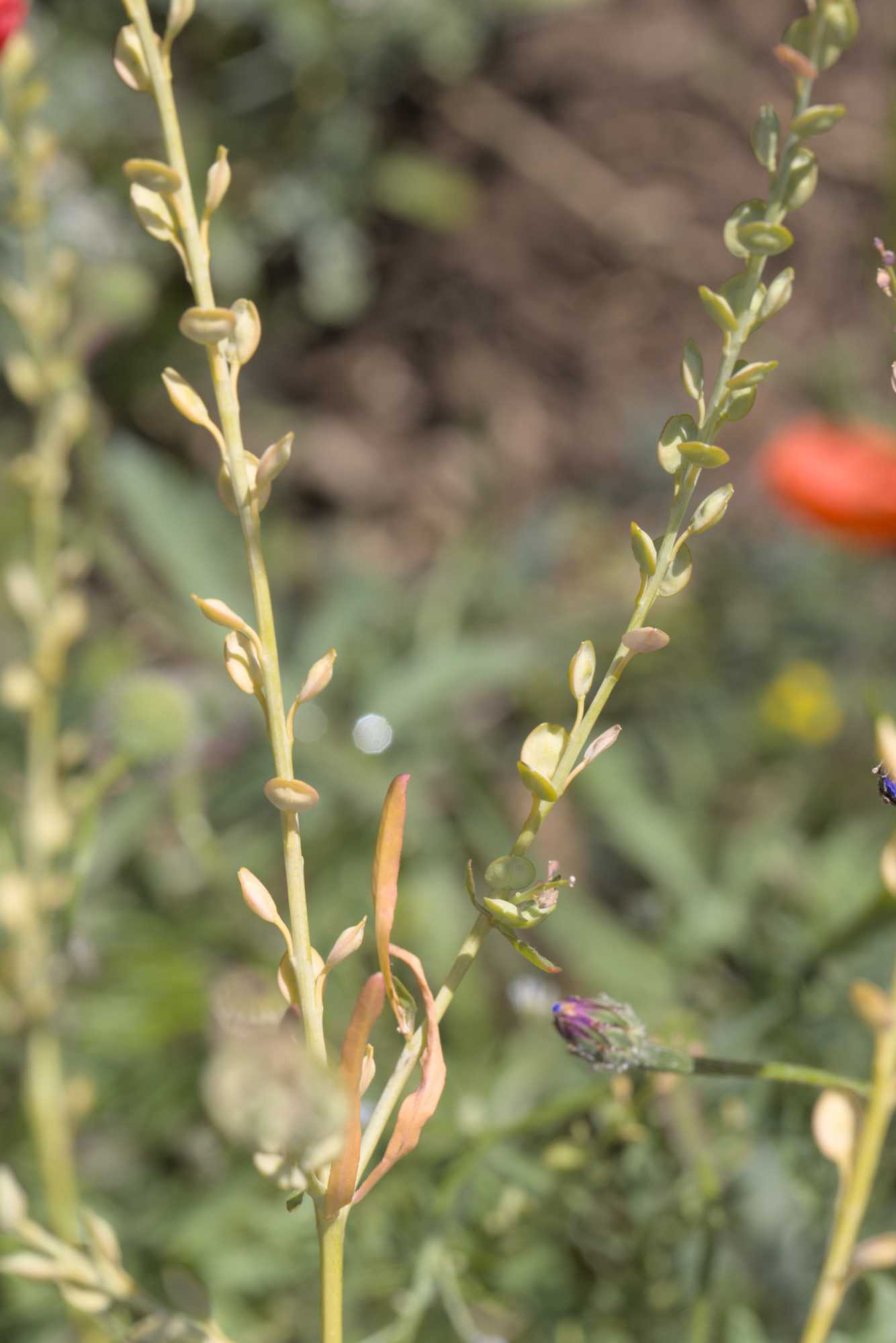 Schutt-Kresse (Lepidium ruderale), Lokation: Deutschland | Nordrhein-Westfalen | Heinsberg | Erkelenz Kategorien: Habitus, Familie: Brassicaceae (Kreuzblütler ), Datum: 06.06.2022