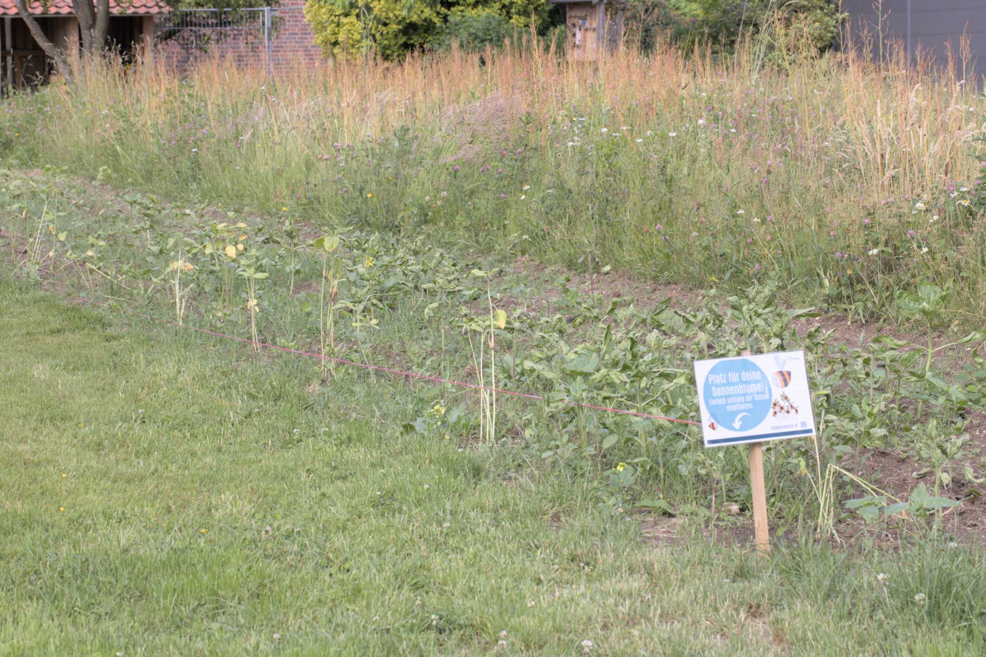 Lokation: Deutschland | Nordrhein-Westfalen | Heinsberg | Erkelenz Kategorien: Wiese, Datum: 06.06.2022