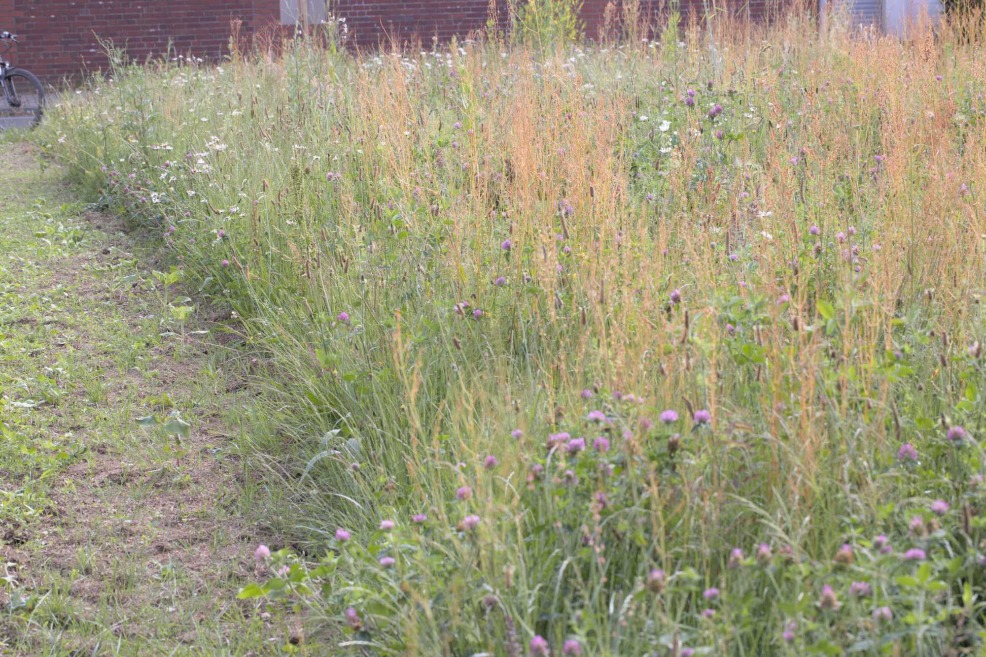 Lokation: Deutschland | Nordrhein-Westfalen | Heinsberg | Erkelenz Kategorien: Wiese, Datum: 06.06.2022