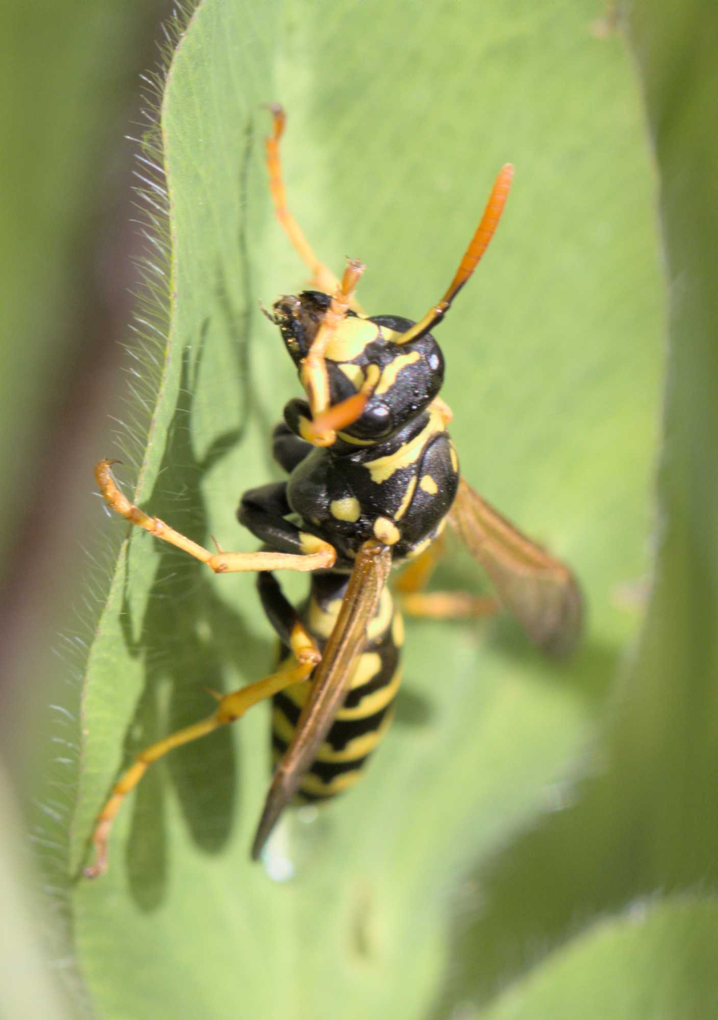 Gallische Feldwespe (Polistes dominula), Lokation: Deutschland | Nordrhein-Westfalen | Heinsberg | Erkelenz Kategorien: Insekten, Familie: Vespidae (Faltenwespen), Datum: 06.06.2022