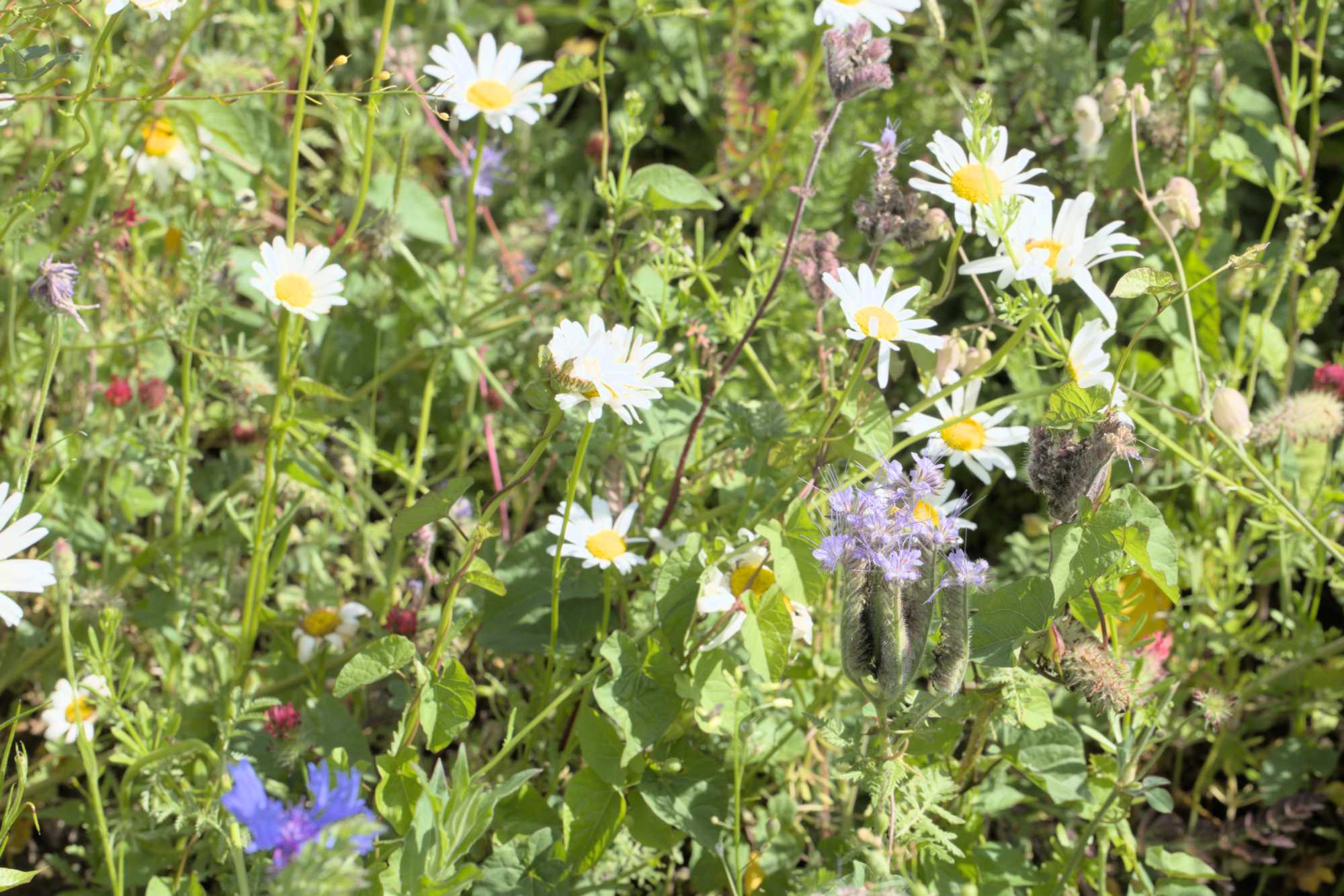 Lokation: Deutschland | Nordrhein-Westfalen | Heinsberg | Erkelenz Kategorien: Blühfeld, Datum: 06.06.2022