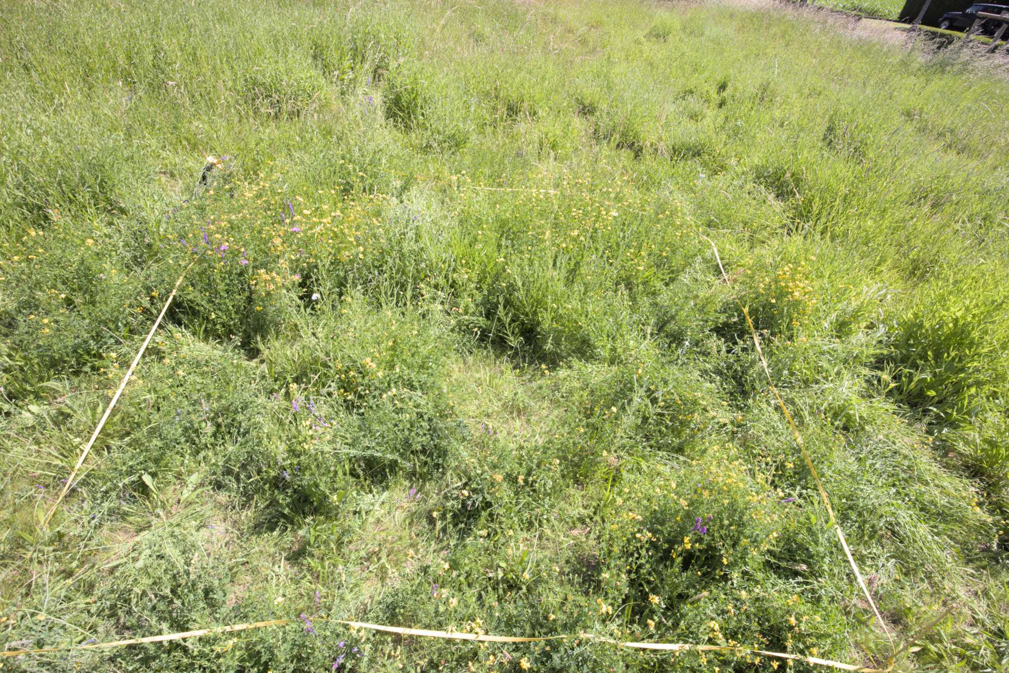 Lokation: Deutschland | Nordrhein-Westfalen | Heinsberg | Wassenberg Kategorien: Dauerquadrat, Datum: 16.06.2022