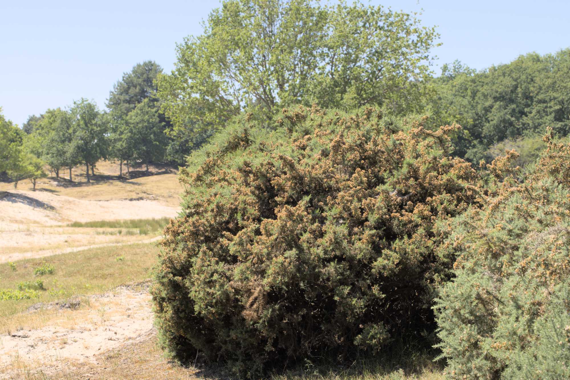 Lokation: Niederlande | Zeeland | Veere | Vrouwenpolder Kategorien: Dünen, Datum: 22.06.2022