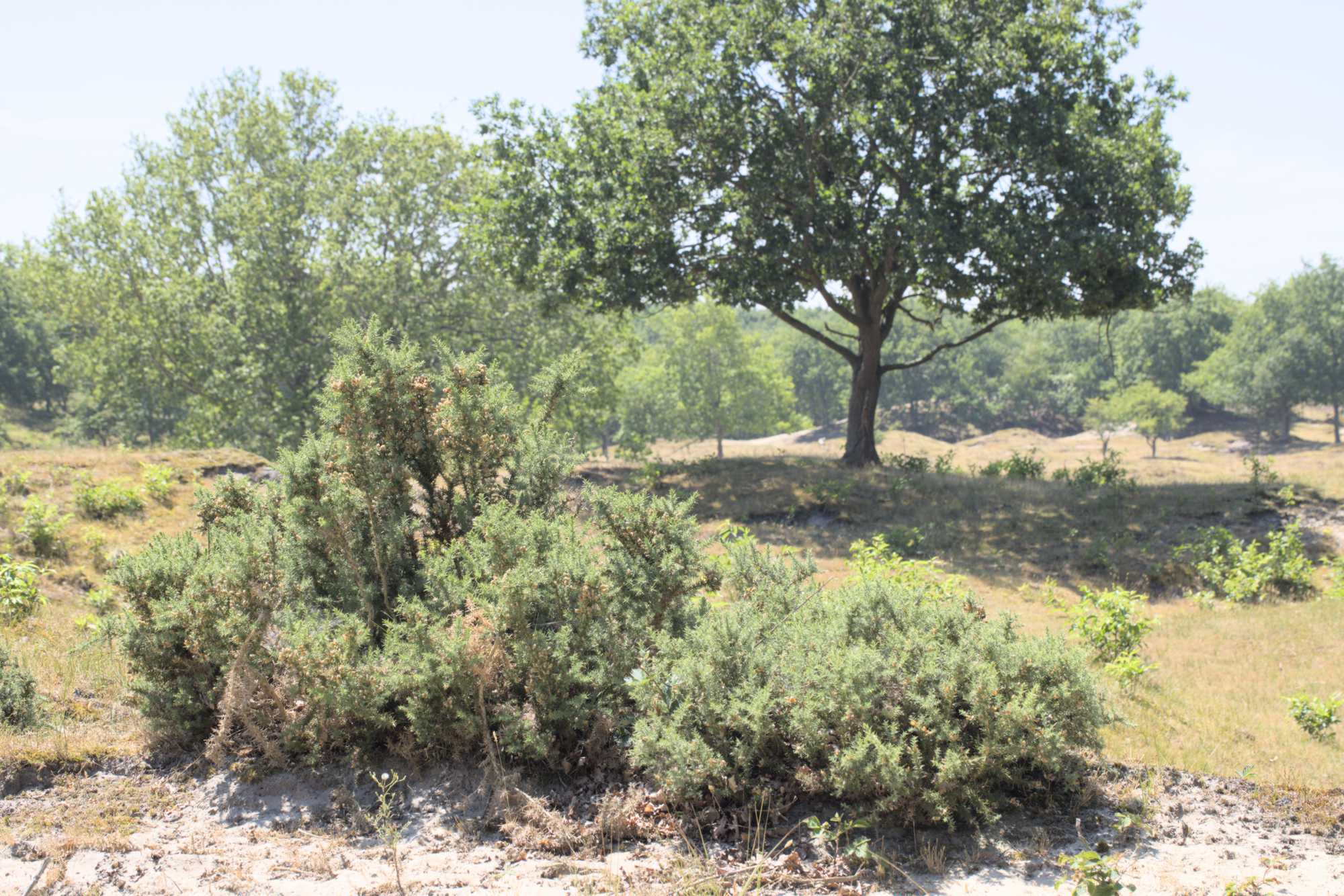 Lokation: Niederlande | Zeeland | Veere | Vrouwenpolder Kategorien: Dünen, Datum: 22.06.2022
