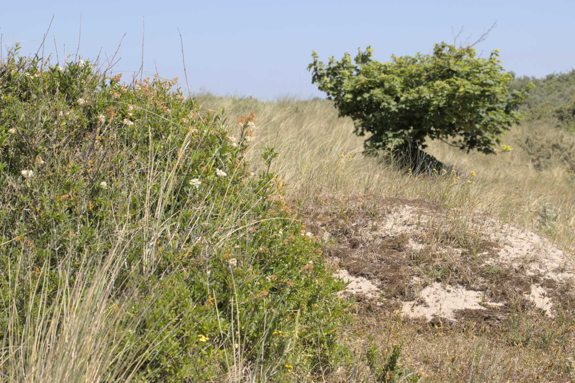 Lokation: Niederlande | Zeeland | Veere | Vrouwenpolder Kategorien: Dünen, Datum: 22.06.2022