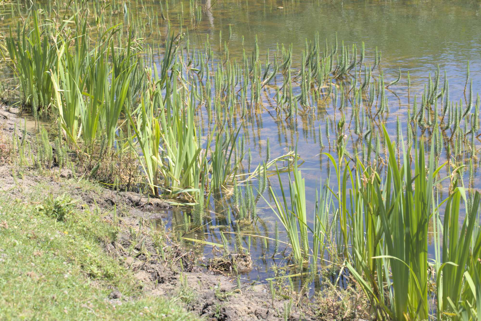 Lokation: Niederlande | Zeeland | Veere | Vrouwenpolder Kategorien: Teich, Datum: 22.06.2022