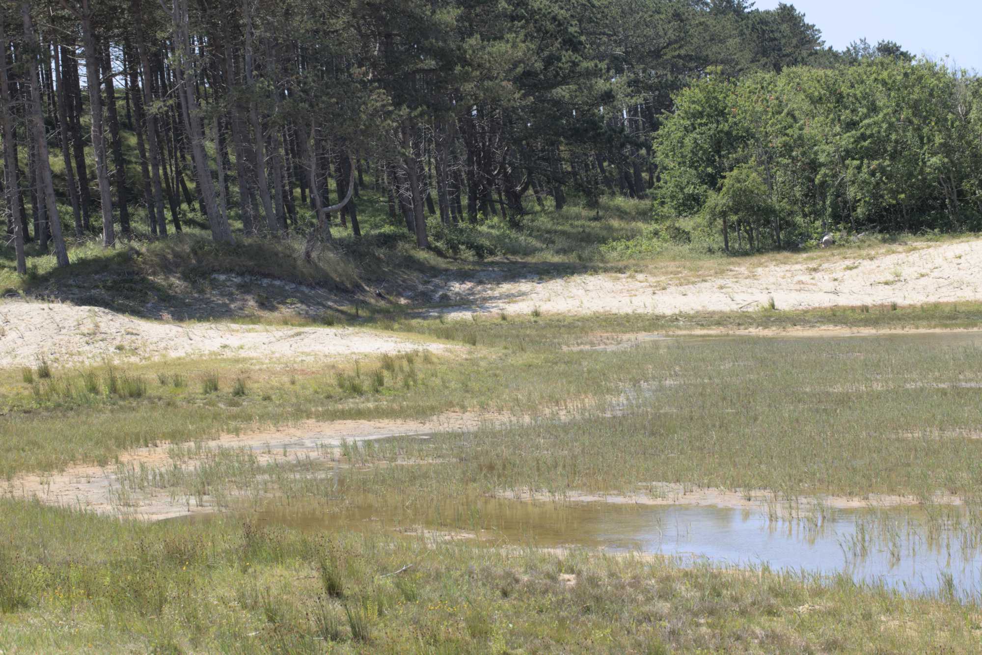 Lokation: Niederlande | Zeeland | Veere | Oostkapelle Kategorien: Teich, Datum: 22.06.2022
