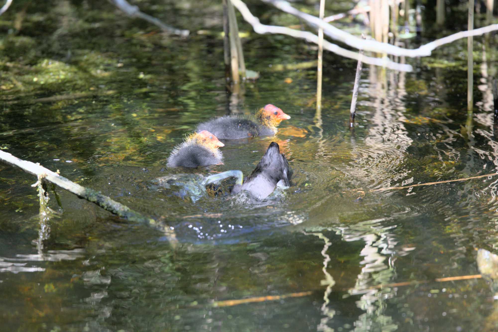 Lokation: Niederlande | Zeeland | Veere | Vrouwenpolder Kategorien: Vögel, Datum: 22.06.2022