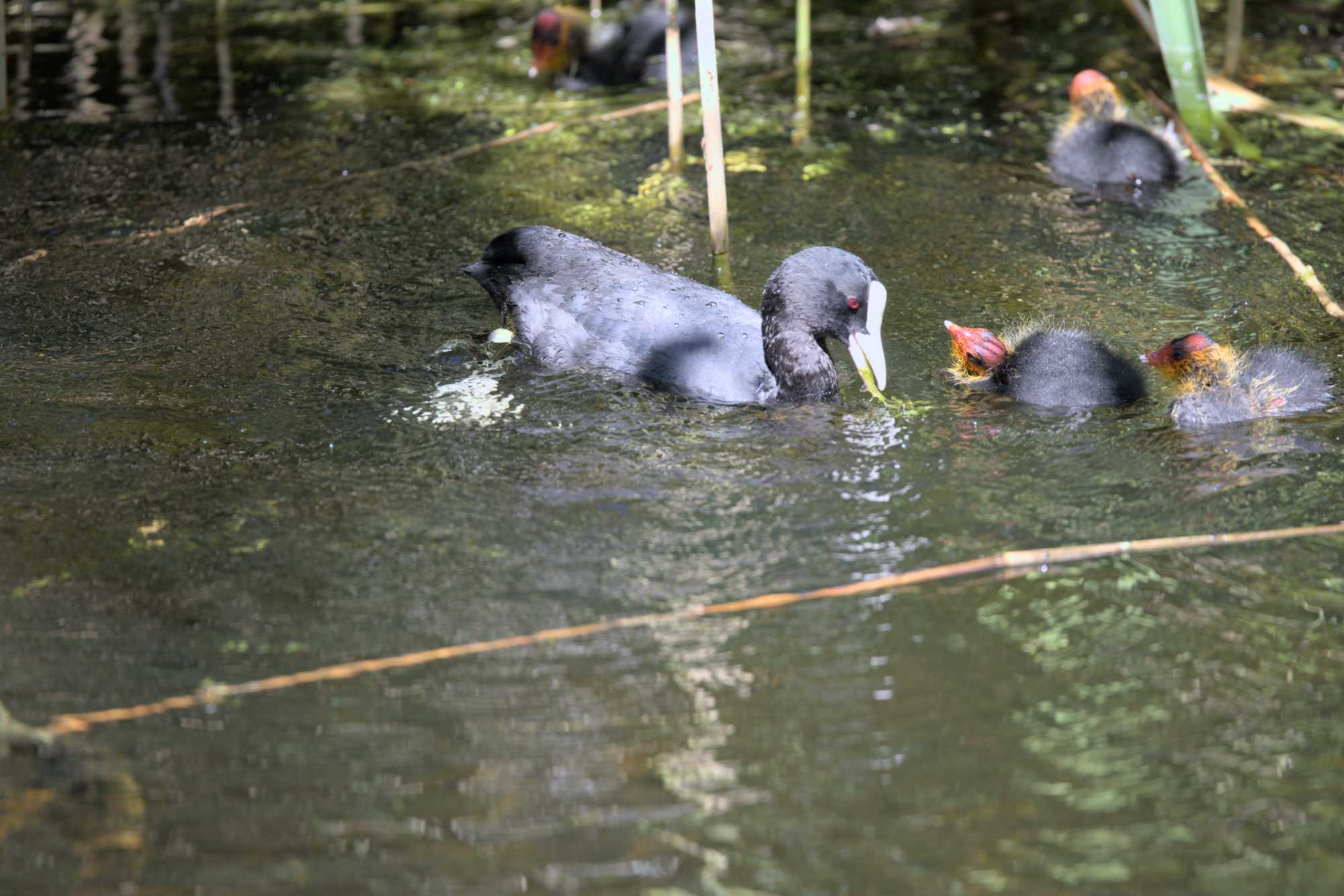 Lokation: Niederlande | Zeeland | Veere | Vrouwenpolder Kategorien: Vögel, Datum: 22.06.2022