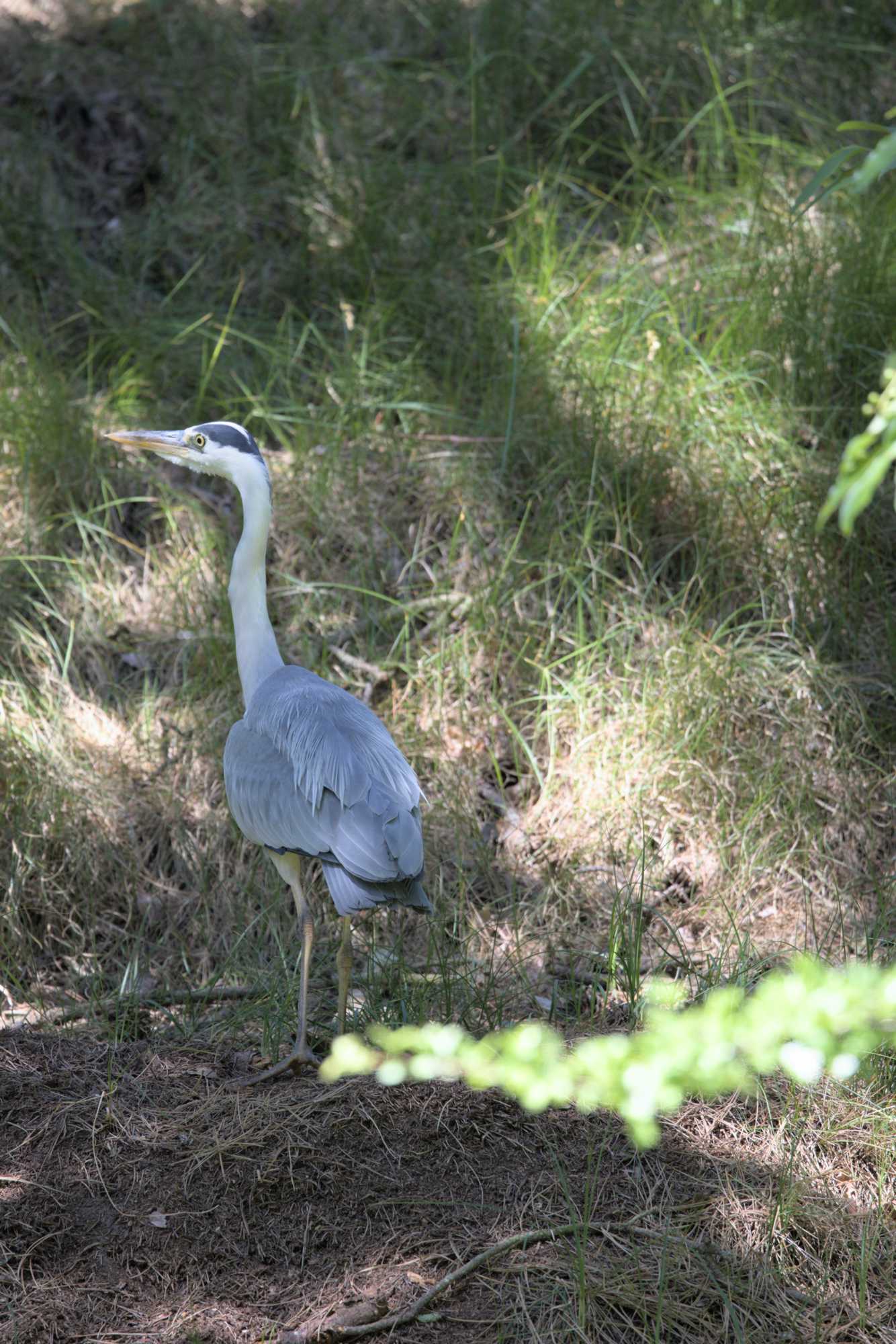 Reiherente (Aythya fuligula), Lokation: Niederlande | Zeeland | Veere | Vrouwenpolder Kategorien: Vögel, Datum: 22.06.2022