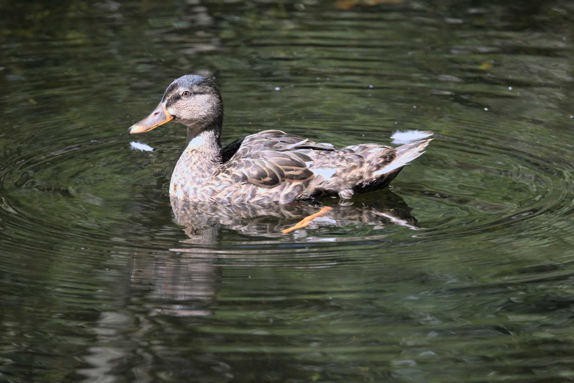 Lokation: Niederlande | Zeeland | Veere | Vrouwenpolder Kategorien: Vögel, Datum: 22.06.2022
