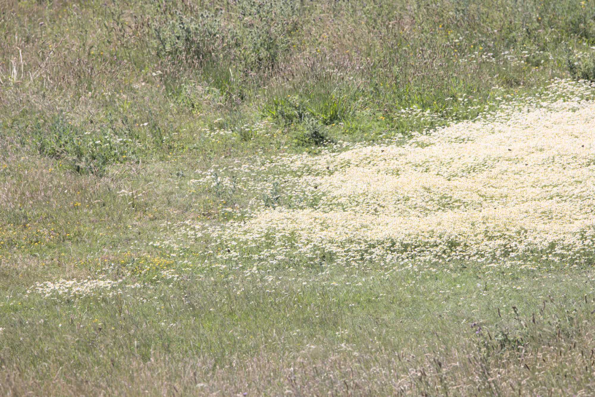 Lokation: Niederlande | Zeeland | Schouwen-Duiveland | Burgh-Haamstede Kategorien: Wiese, Datum: 22.06.2022