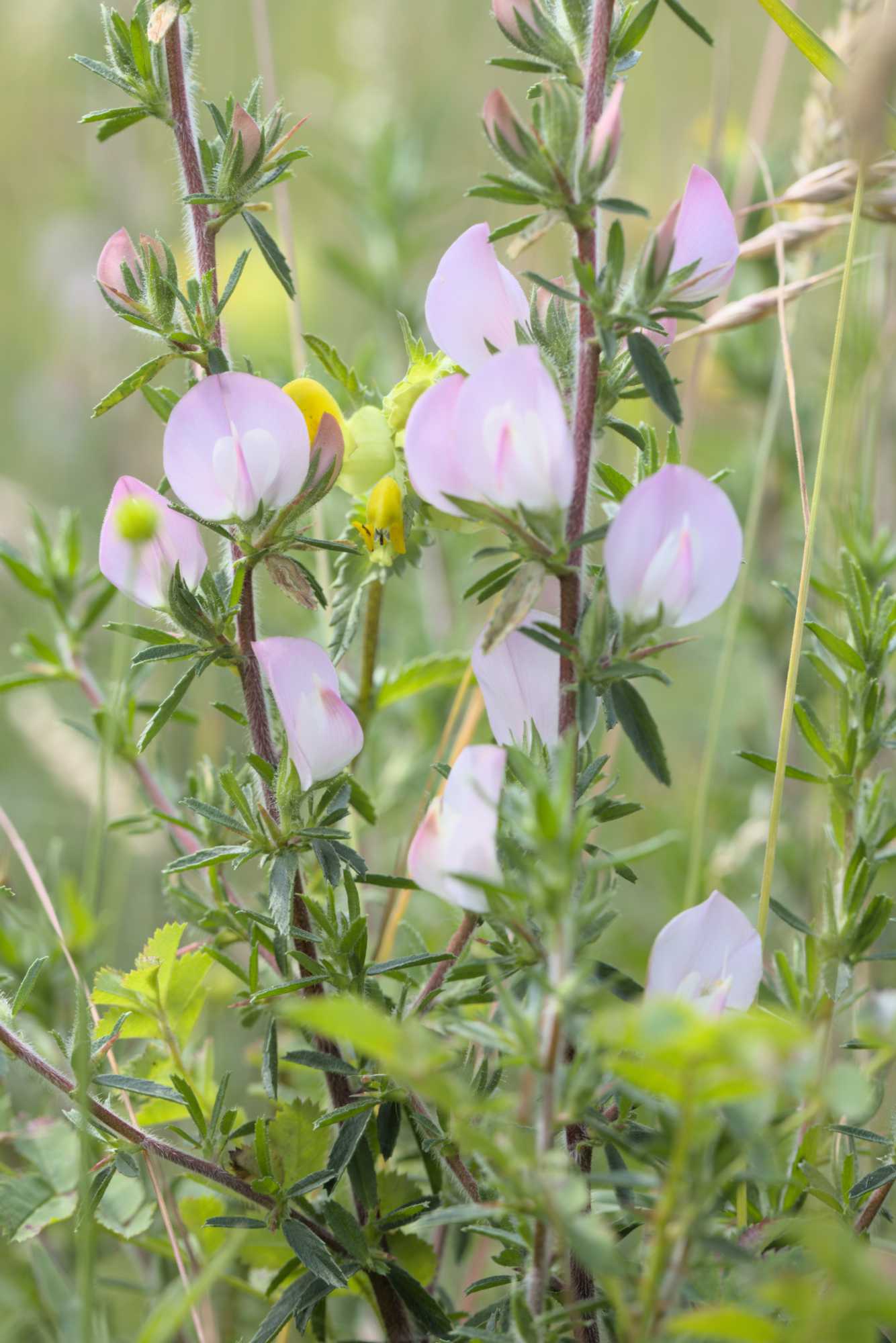 Dornige Hauhechel (Ononis spinosa subsp. spinosa), Lokation: Niederlande | Zeeland | Schouwen-Duiveland | Serooskerke Kategorien: Blüte, Familie: Fabaceae (Schmetterlingsblütler ), Datum: 23.06.2022