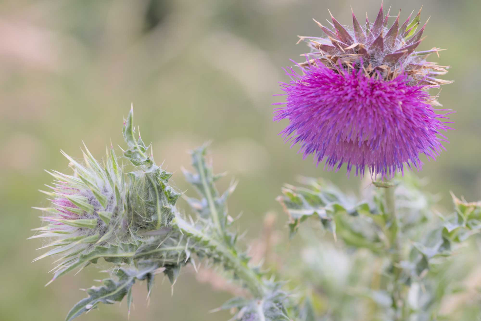 Nickende Distel (Carduus nutans), Lokation: Niederlande | Zeeland | Schouwen-Duiveland | Serooskerke Kategorien: Blüte, Familie: Asteraceae (Korbblütler ), Datum: 23.06.2022