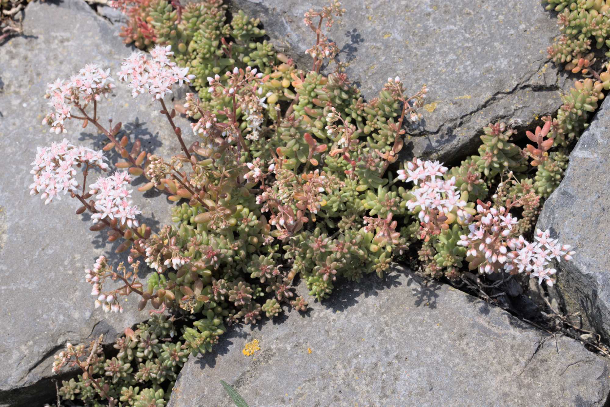 Weißer Mauerpfeffer (Sedum album), Lokation: Niederlande | Zeeland | Schouwen-Duiveland | Serooskerke Kategorien: Habitus, Familie: Crassulaceae (Dickblattgewächse ), Datum: 23.06.2022
