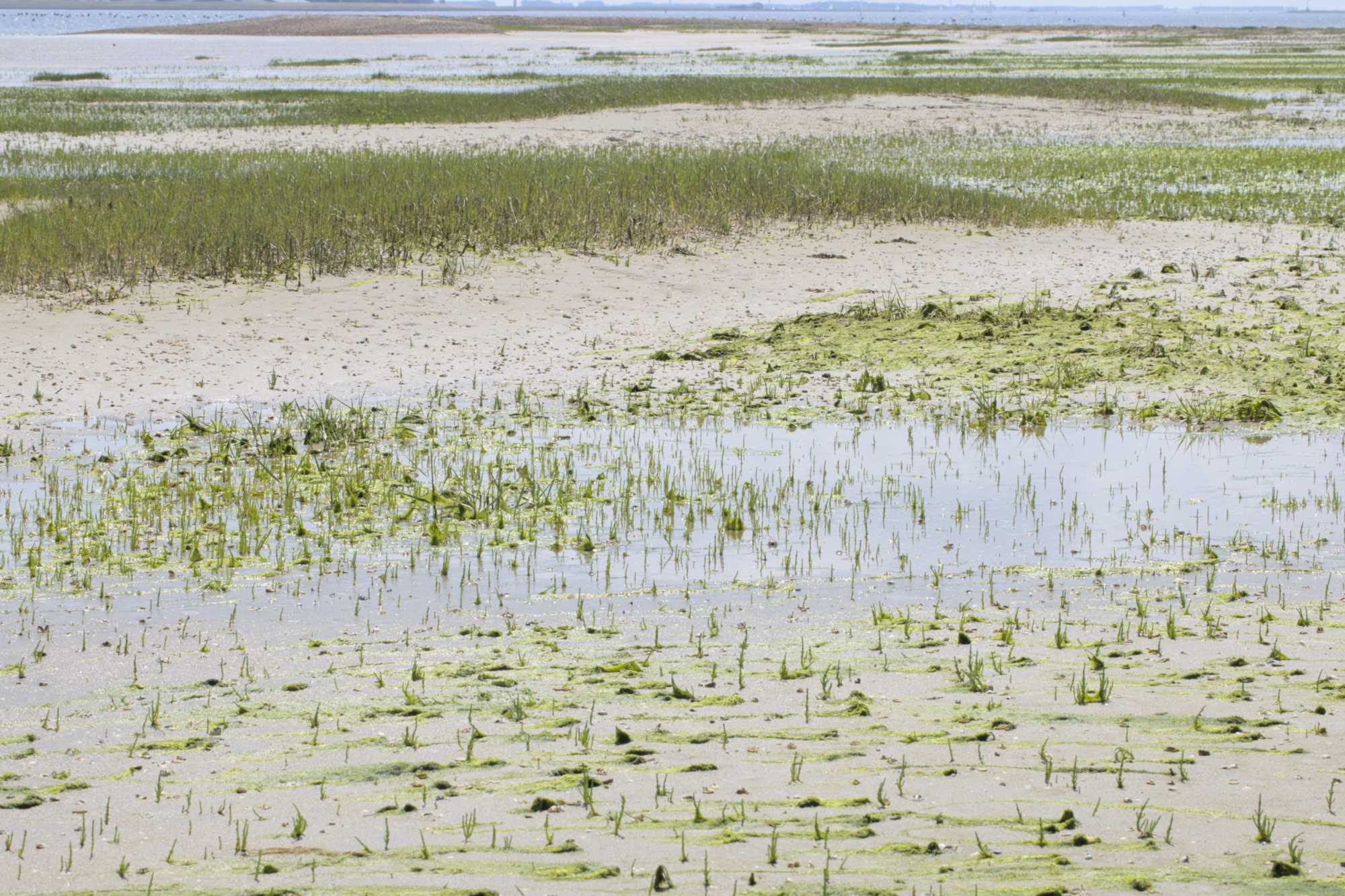 Lokation: Niederlande | Zeeland | Schouwen-Duiveland | Bruinisse Kategorien: Vegetation, Strand, Datum: 23.06.2022
