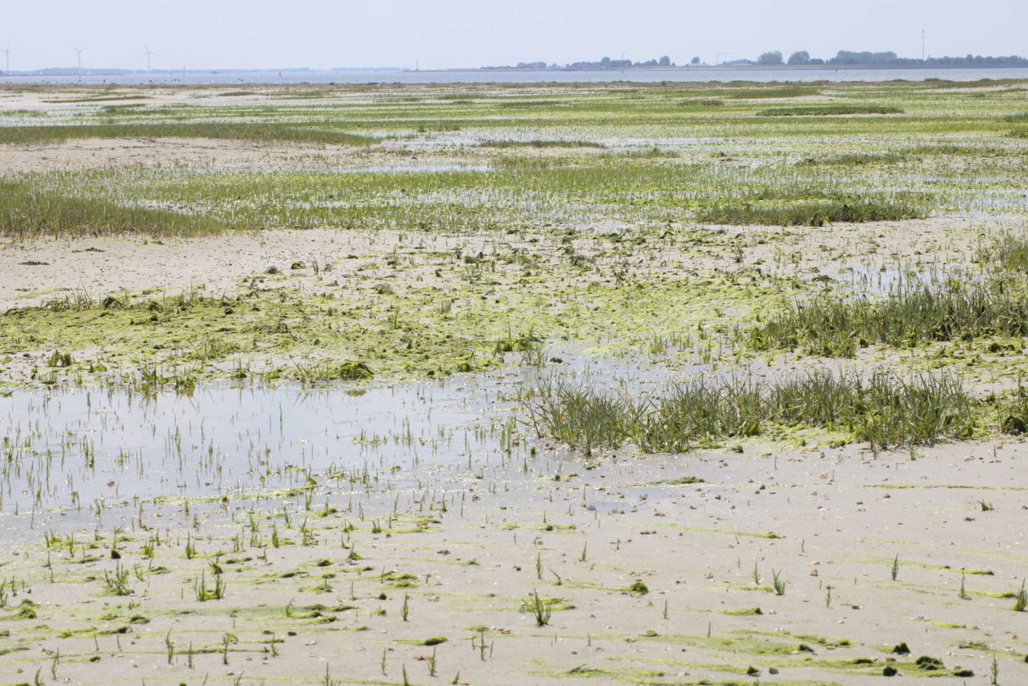 Lokation: Niederlande | Zeeland | Schouwen-Duiveland | Bruinisse Kategorien: Vegetation, Strand, Datum: 23.06.2022