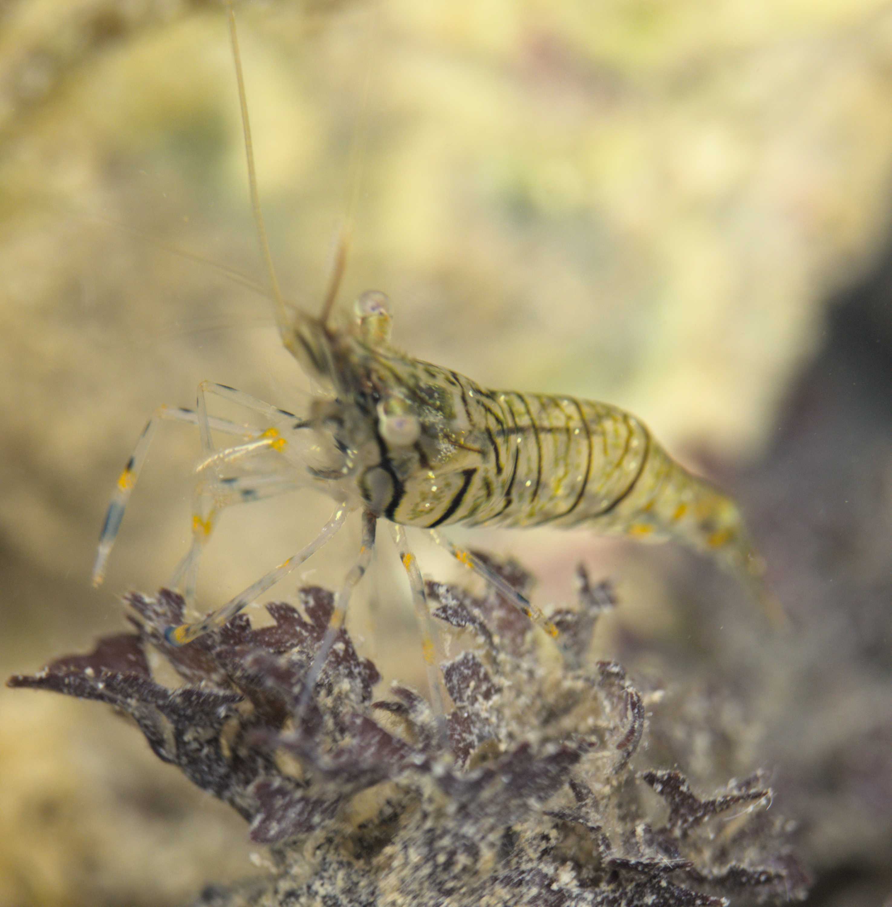 Lokation: Niederlande | Zeeland | Schouwen-Duiveland | Ouwerkerk Kategorien: Meer, Datum: 30.07.2022