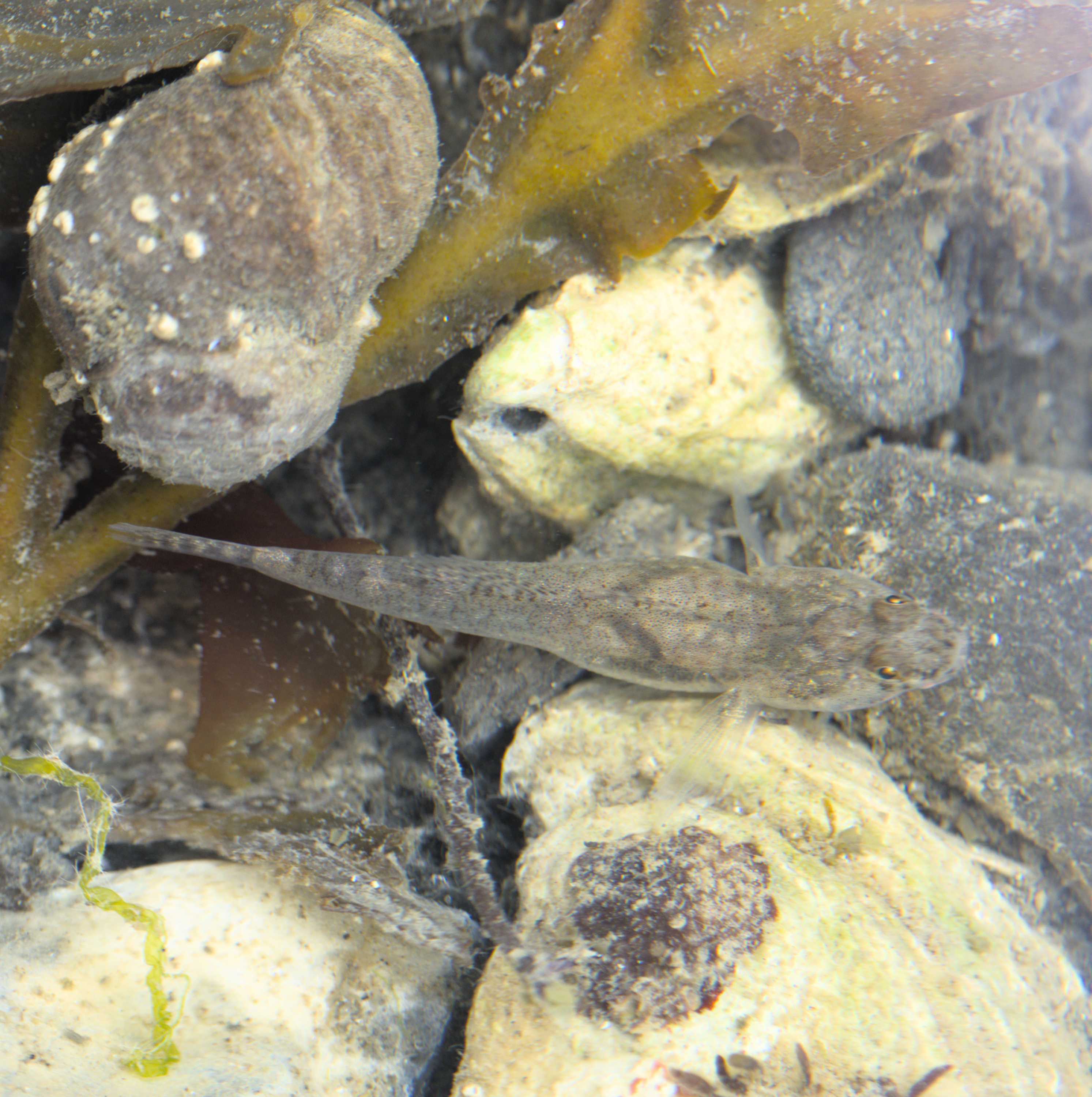 Lokation: Niederlande | Zeeland | Schouwen-Duiveland | Ouwerkerk Kategorien: Meer, Datum: 30.07.2022