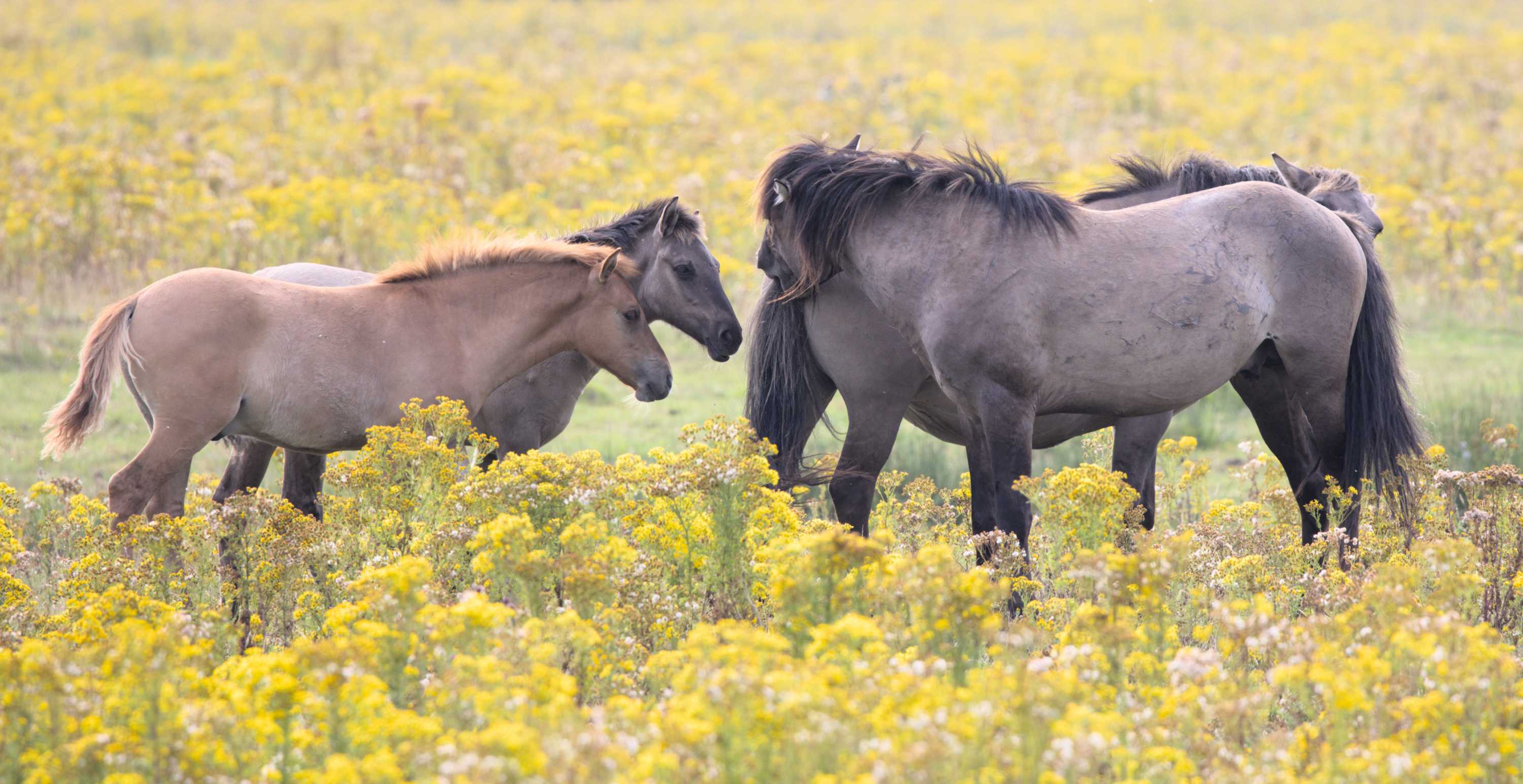 Lokation: Niederlande | Zeeland | Veere | Vrouwenpolder Kategorien: Pferde, Säugetiere, Datum: 30.07.2022