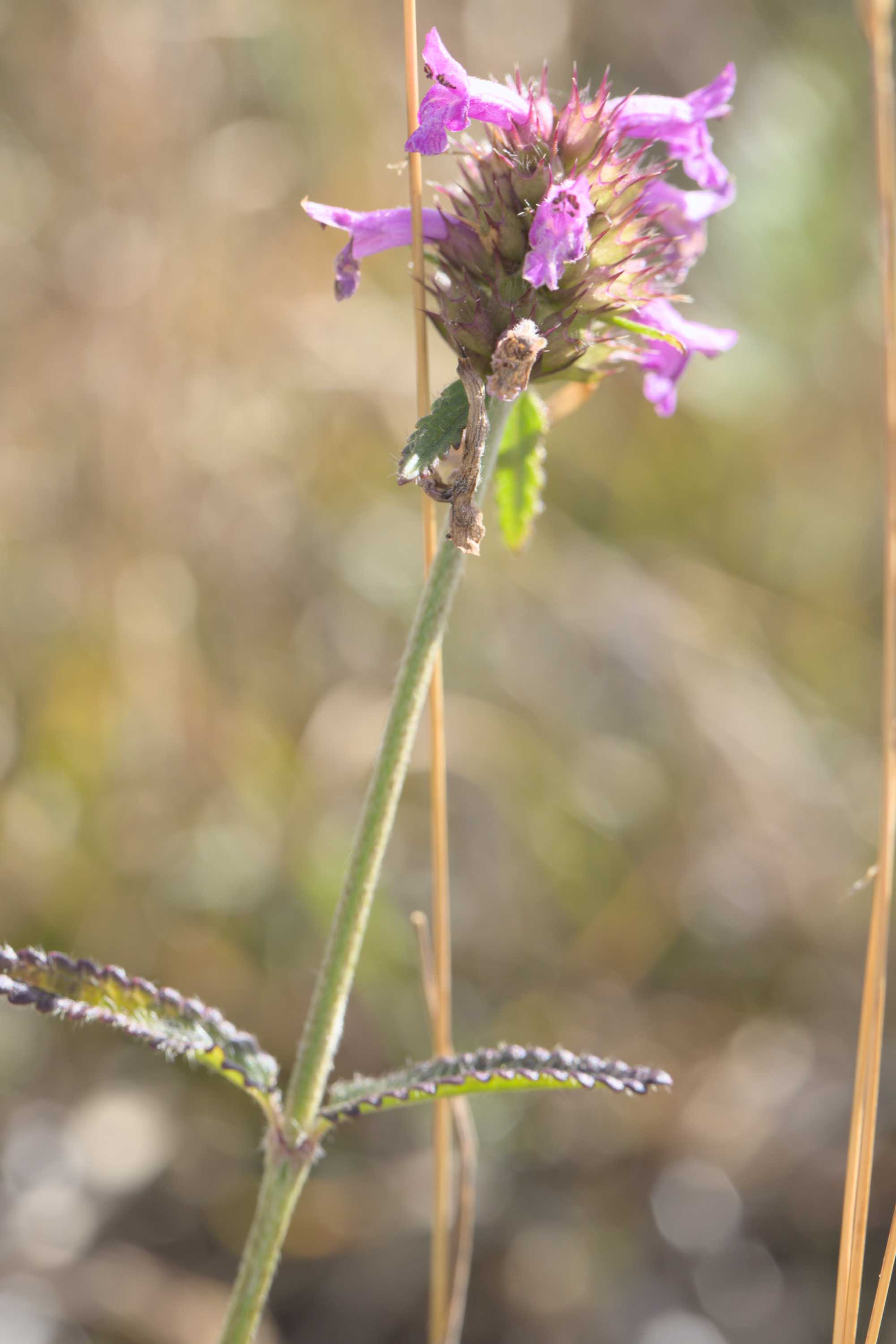 Heil-Ziest (Betonica officinalis), Lokation: Deutschland | Nordrhein-Westfalen | Aachen | Stolberg Kategorien: Habitus, Familie: Lamiaceae (Lippenblütler ), Datum: 31.07.2022