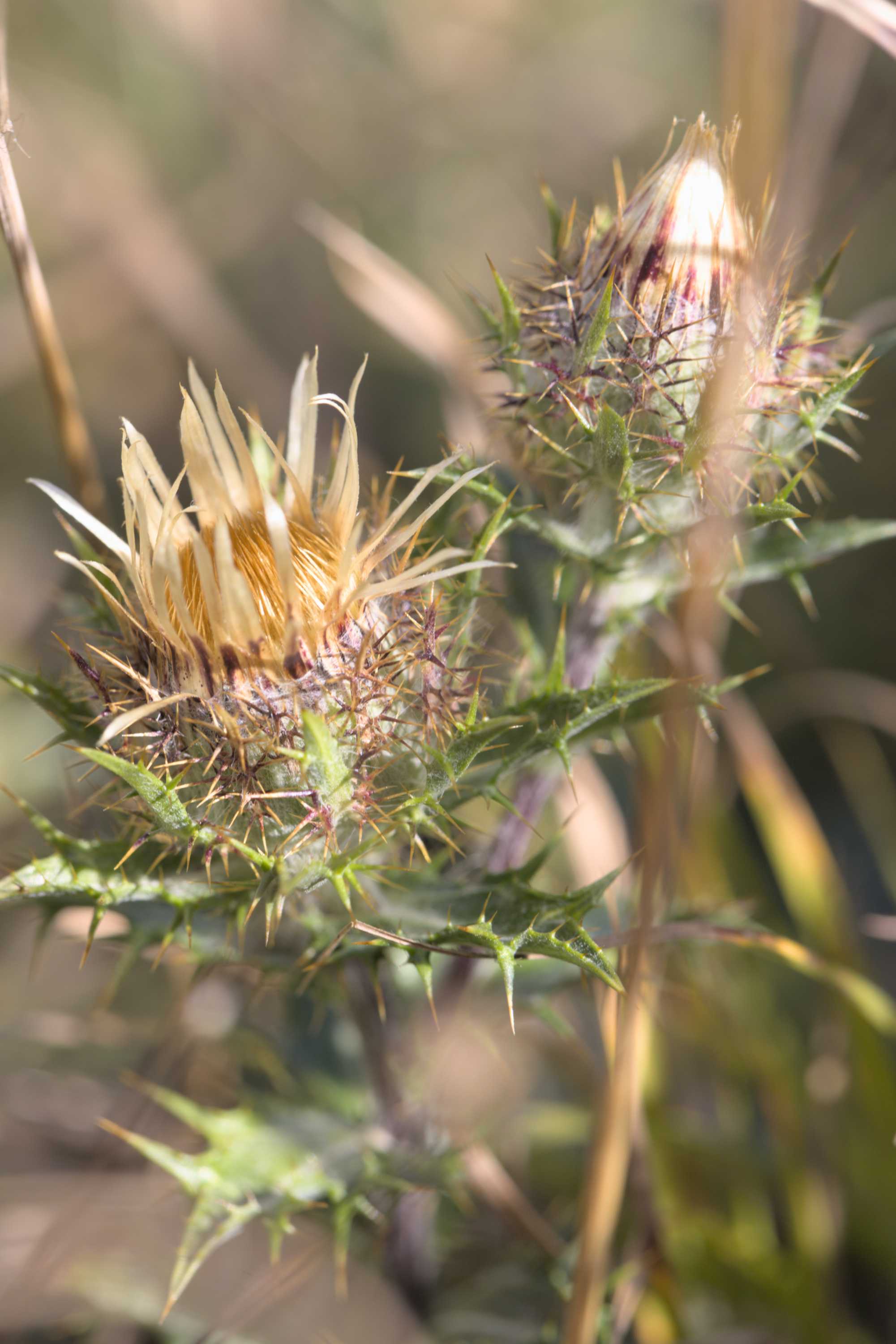 Lokation: Deutschland | Nordrhein-Westfalen | Aachen | Stolberg Kategorien: Blüte, Datum: 31.07.2022