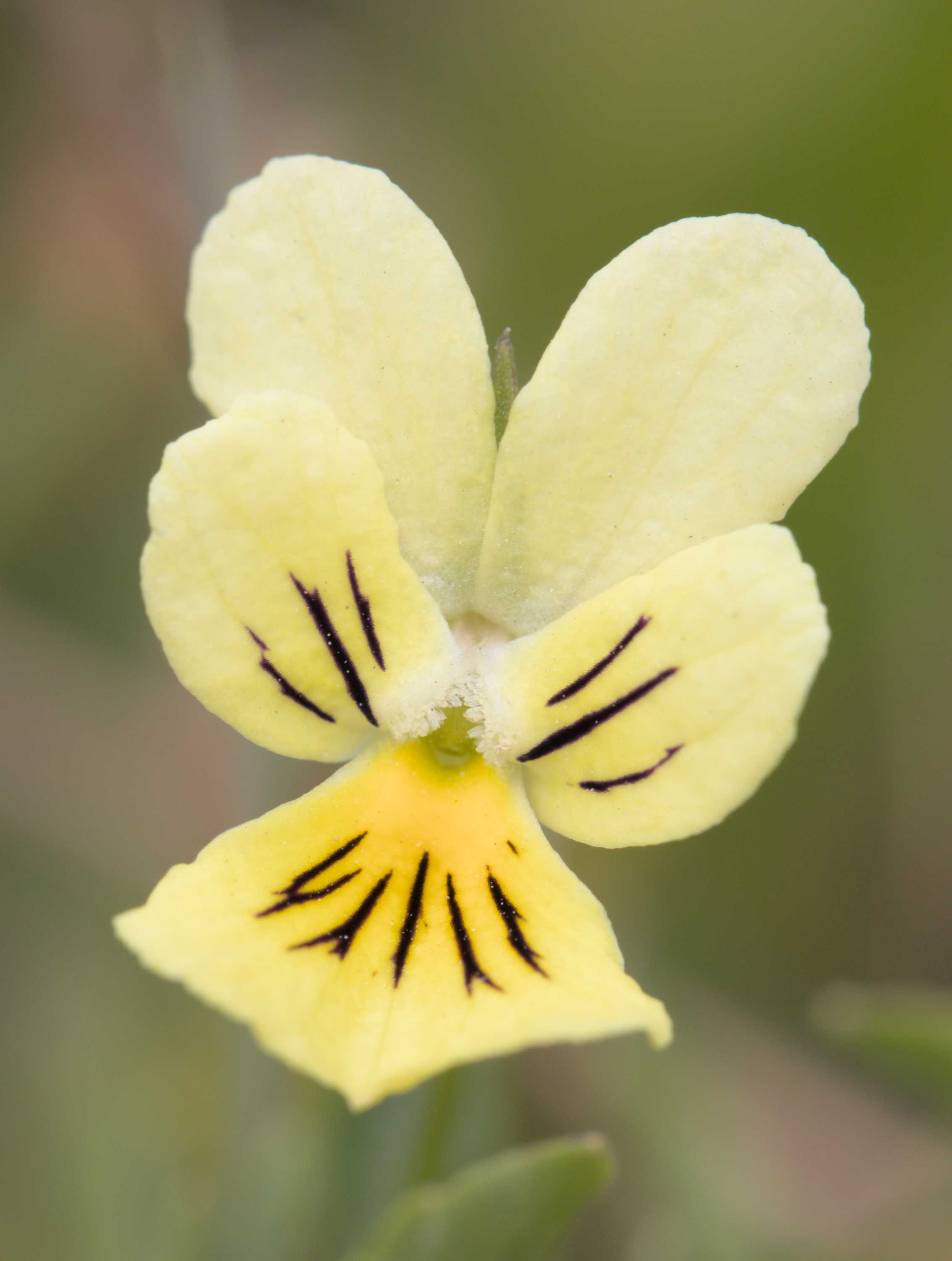 Gelbes Galmei-Stiefmütterchen (Viola lutea subsp. calaminaria), Lokation: Deutschland | Nordrhein-Westfalen | Aachen | Stolberg Kategorien: Blüte, Familie: Violaceae (Veilchengewächse ), Datum: 31.07.2022