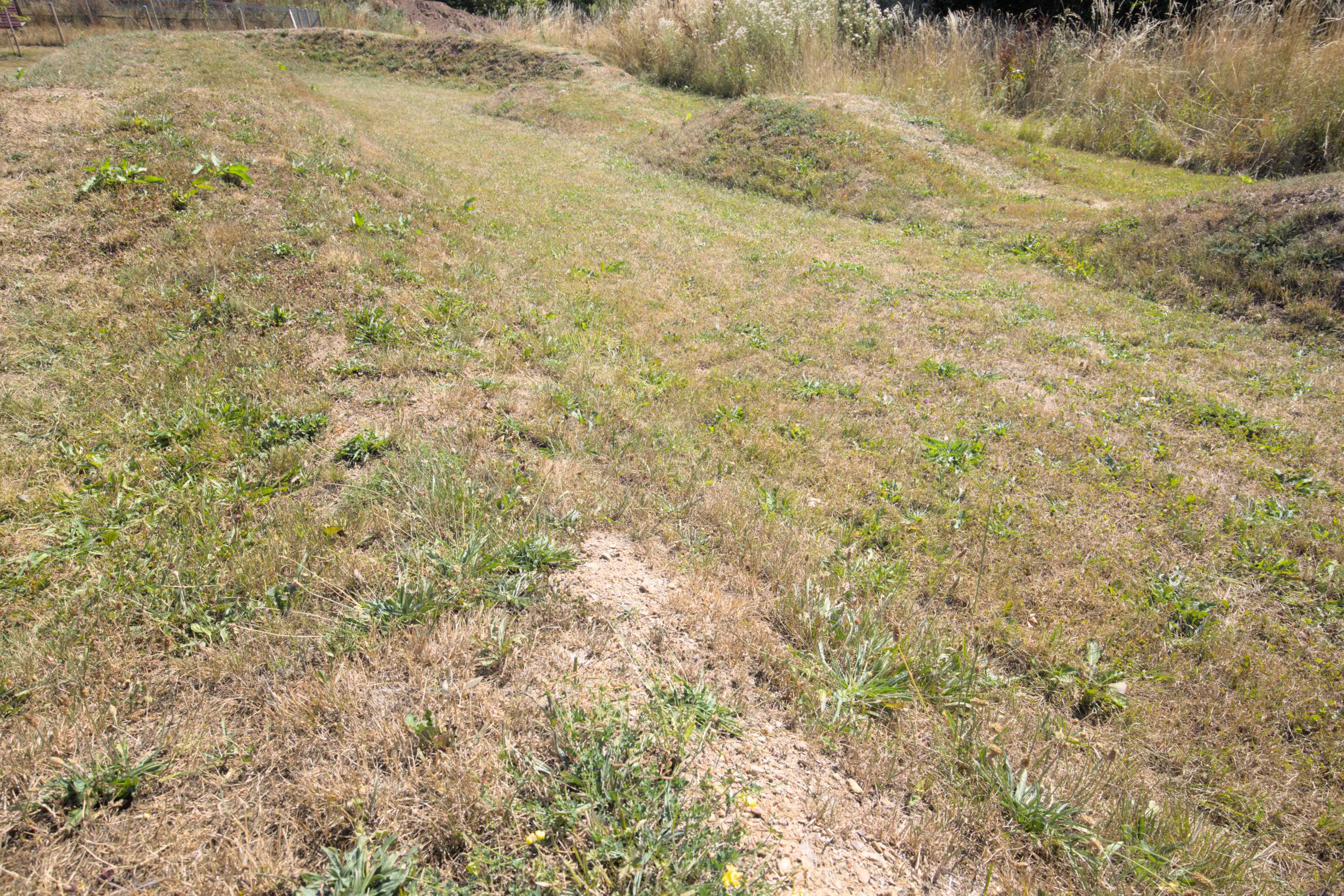 Lokation: Deutschland | Rheinland-Pfalz | Landkreis Vulkaneifel | Daun Kategorien: Wiese, Datum: 06.08.2022