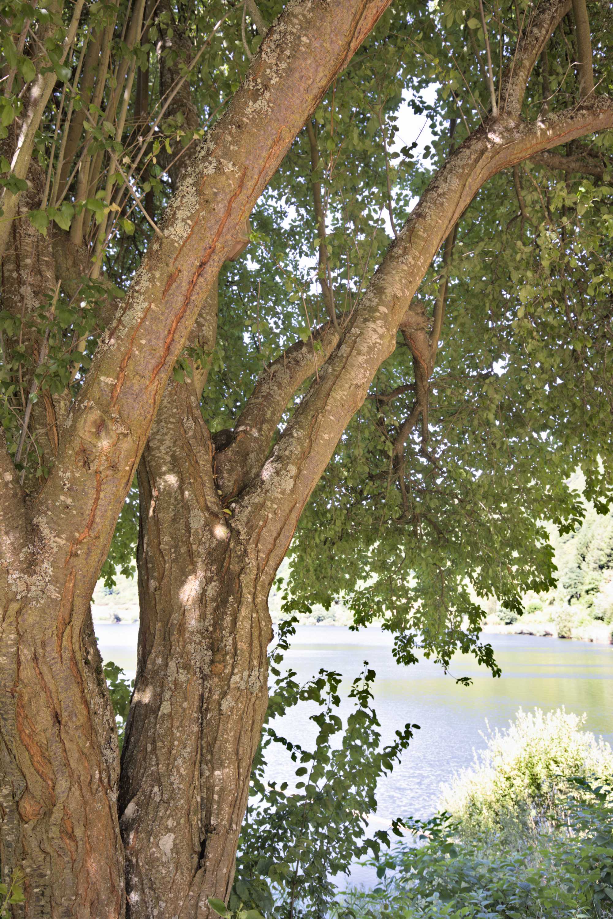 Lokation: Deutschland | Rheinland-Pfalz | Bernkastel-Wittlich | Wittlich-Land Kategorien: Baum, Datum: 07.08.2022