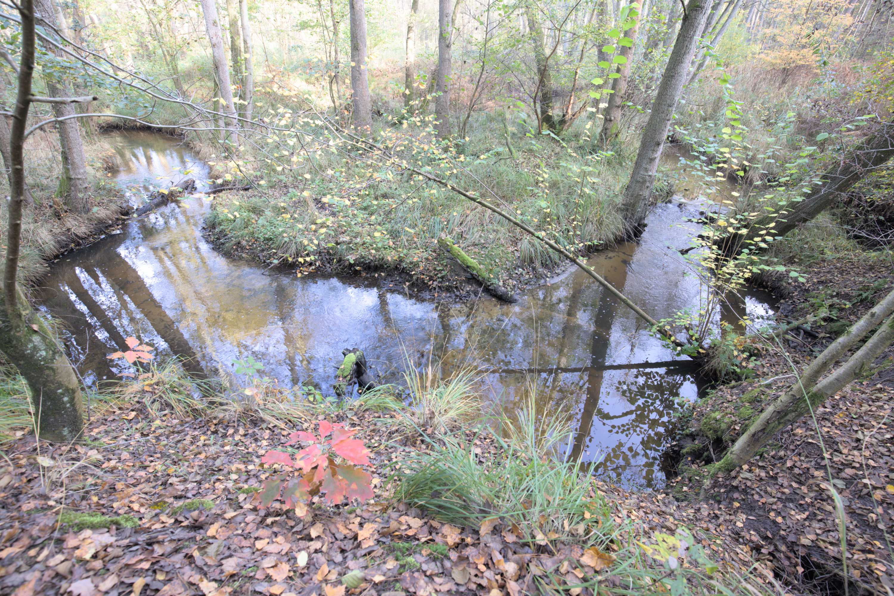 Lokation: Deutschland | Nordrhein-Westfalen | Heinsberg | Wassenberg Kategorien: Bach, Datum: 30.10.2022