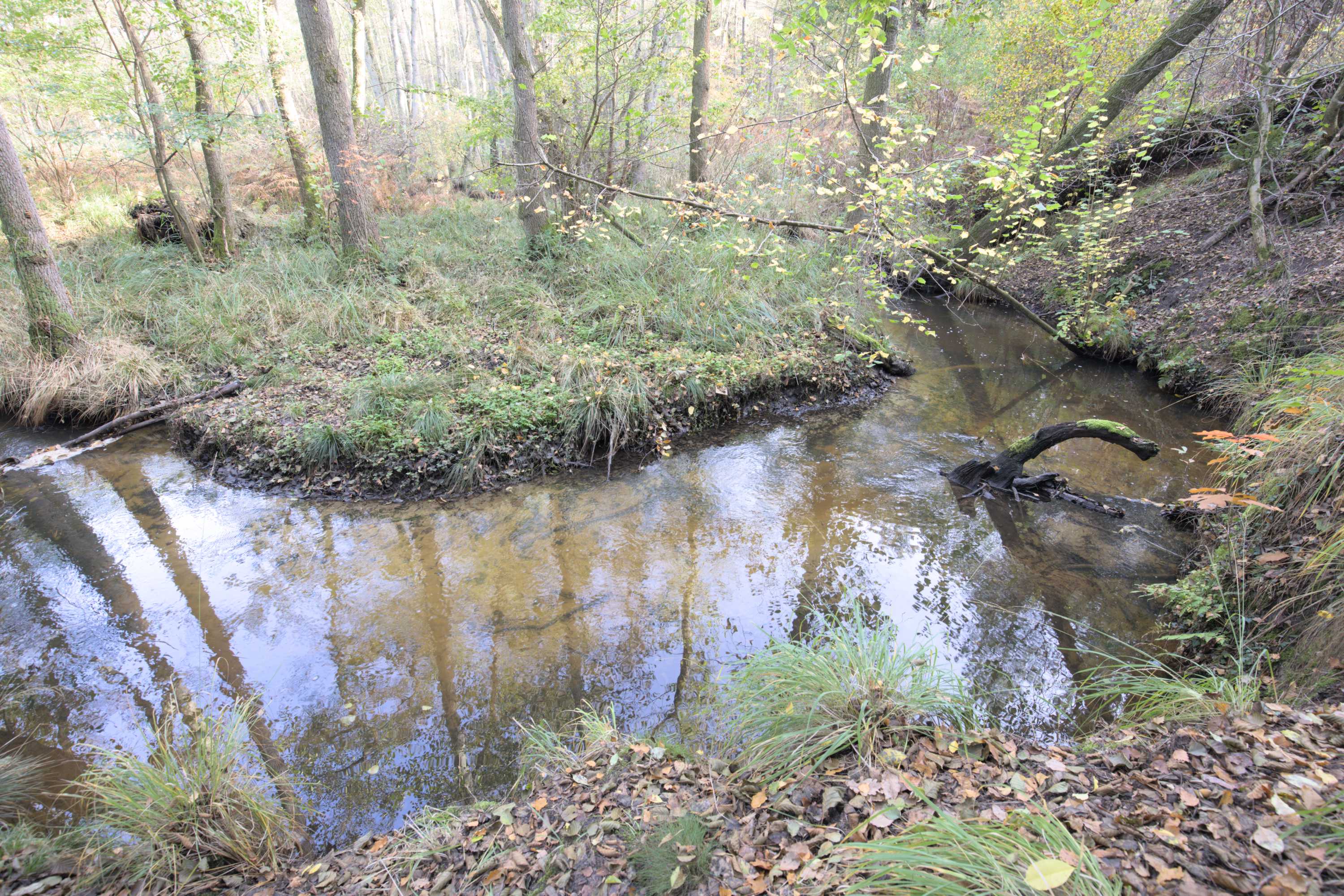 Lokation: Deutschland | Nordrhein-Westfalen | Heinsberg | Wassenberg Kategorien: Bach, Datum: 30.10.2022