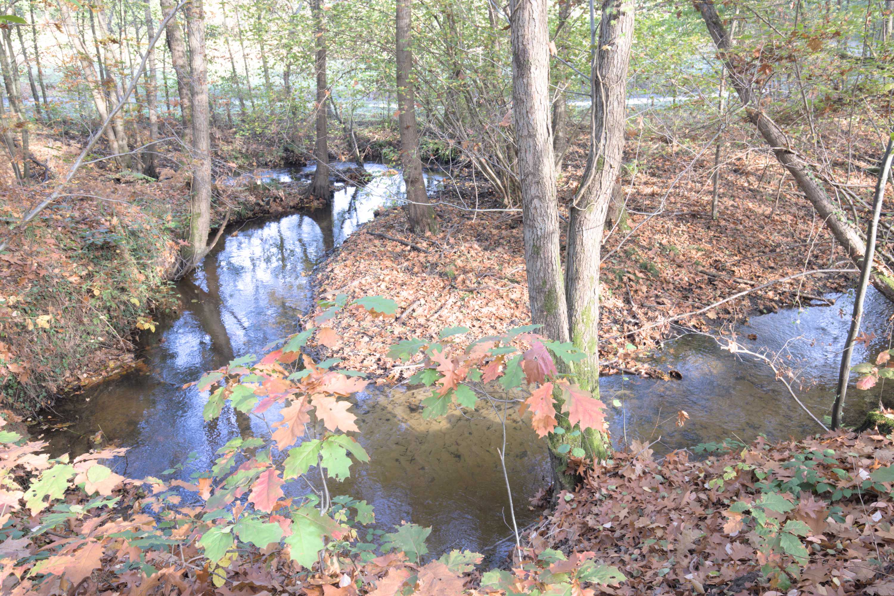 Lokation: Deutschland | Nordrhein-Westfalen | Heinsberg | Wassenberg Kategorien: Bach, Datum: 30.10.2022