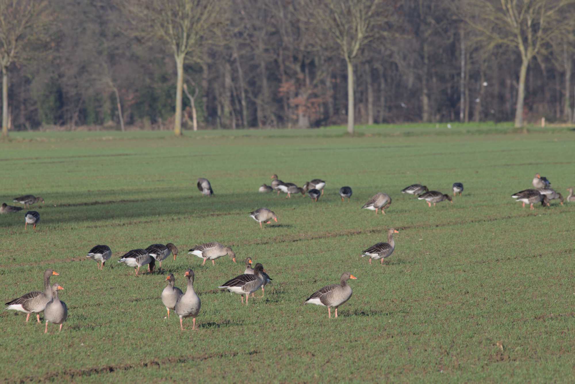 Lokation: Deutschland | Nordrhein-Westfalen | Heinsberg | Wassenberg Kategorien: Vögel, Datum: 10.01.2022