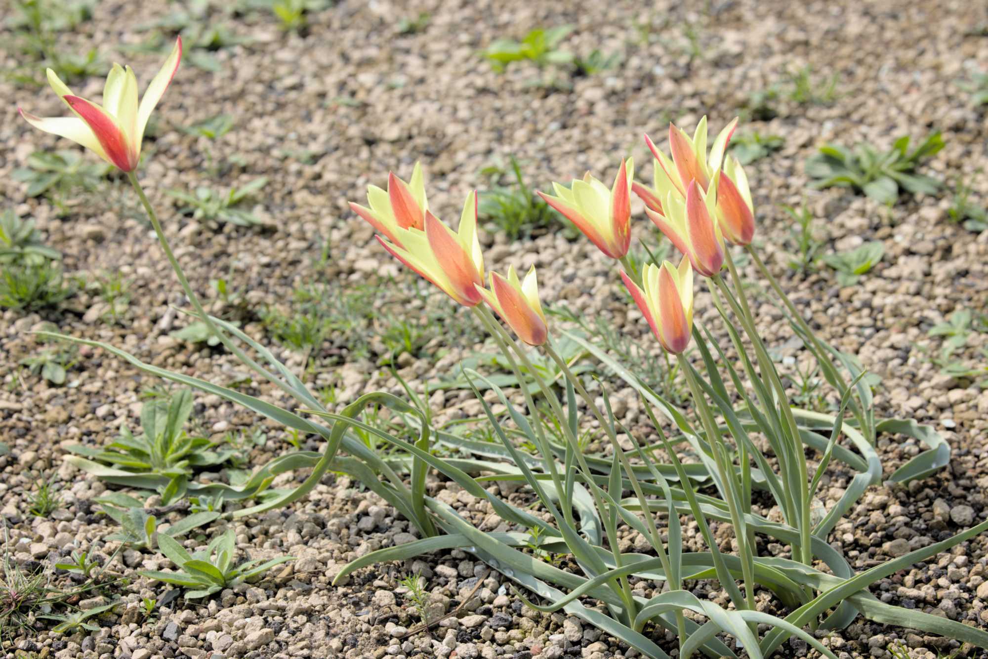 Lokation: Deutschland | Nordrhein-Westfalen | Heinsberg | Wassenberg Kategorien: Habitus, Dachbegrünung, Hortus rusticus, Datum: 14.04.2022