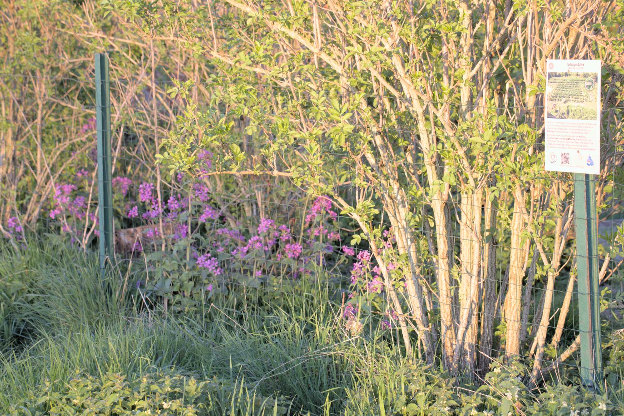 Lokation: Deutschland | Nordrhein-Westfalen | Heinsberg | Wassenberg Kategorien: Hecke, Naturgarten, Hortus rusticus, Datum: 17.04.2022