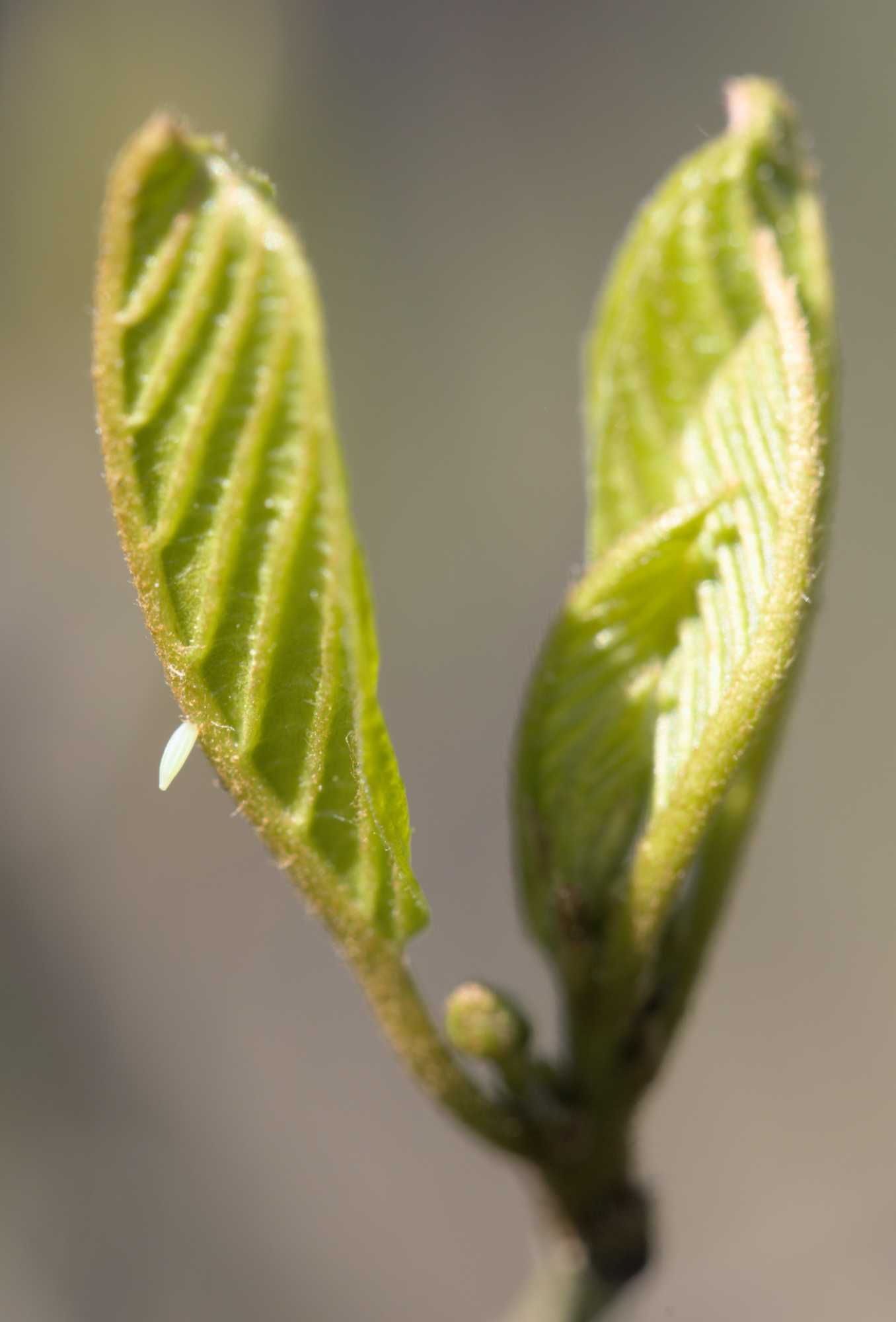 Lokation: Deutschland | Nordrhein-Westfalen | Heinsberg | Wassenberg Kategorien: Blatt, Insekten, Hortus rusticus, Datum: 18.04.2022