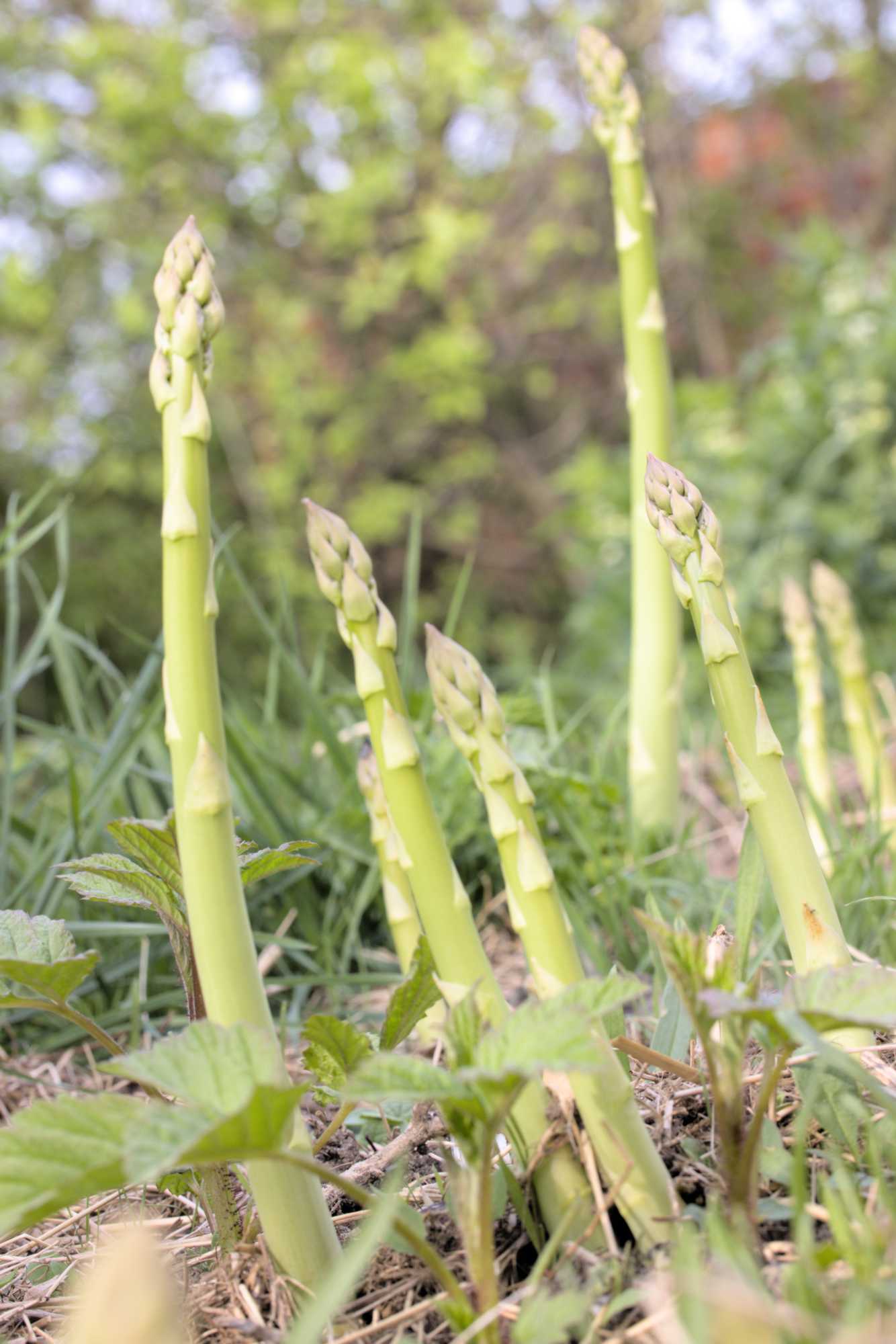 Lokation: Deutschland | Nordrhein-Westfalen | Heinsberg | Wassenberg Kategorien: Nutzgarten, Hortus rusticus, Bauerngarten, Selbstversorgung, Datum: 23.04.2022