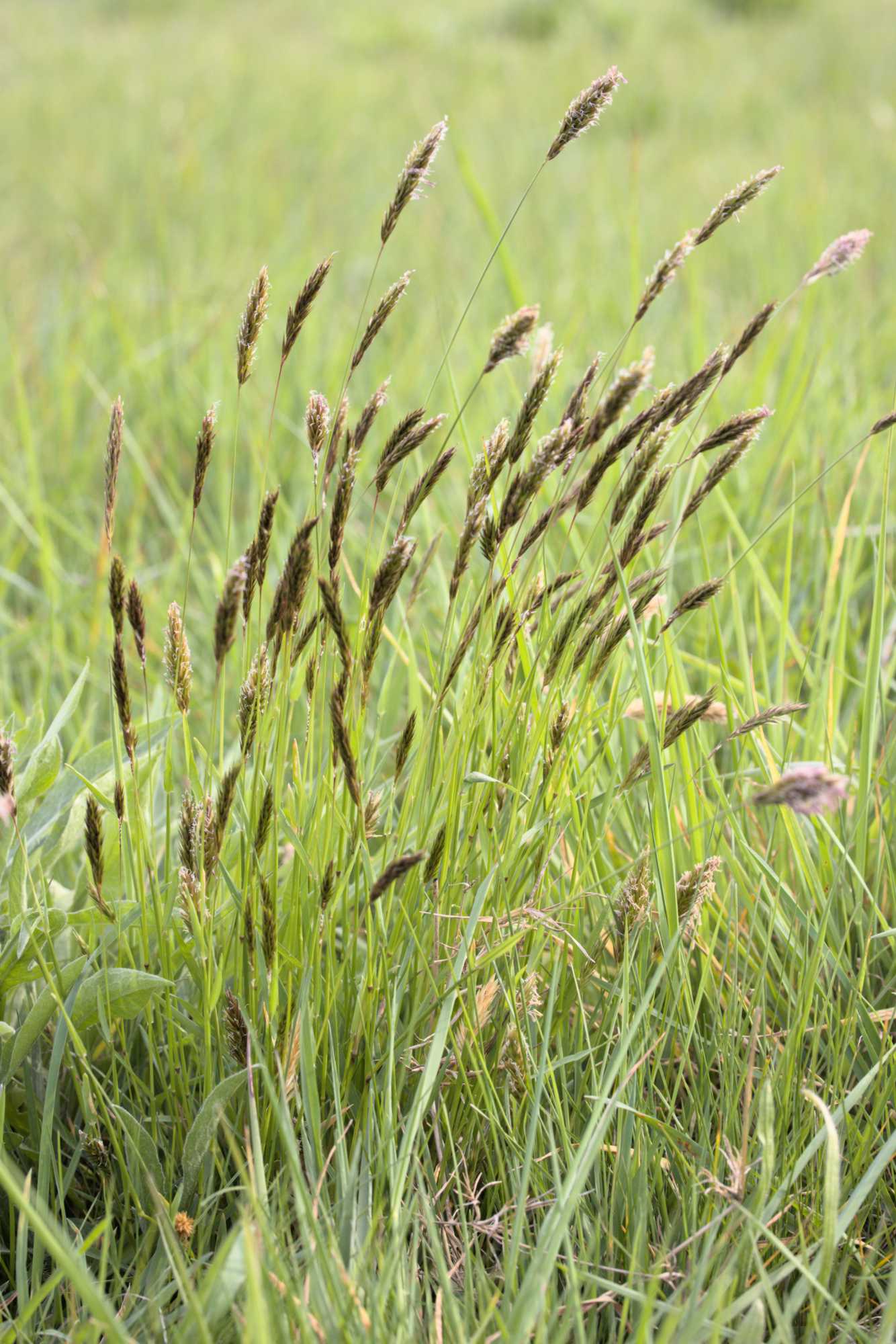 Lokation: Deutschland | Nordrhein-Westfalen | Heinsberg | Wassenberg Kategorien: Wiese, Hortus rusticus, Datum: 23.04.2022
