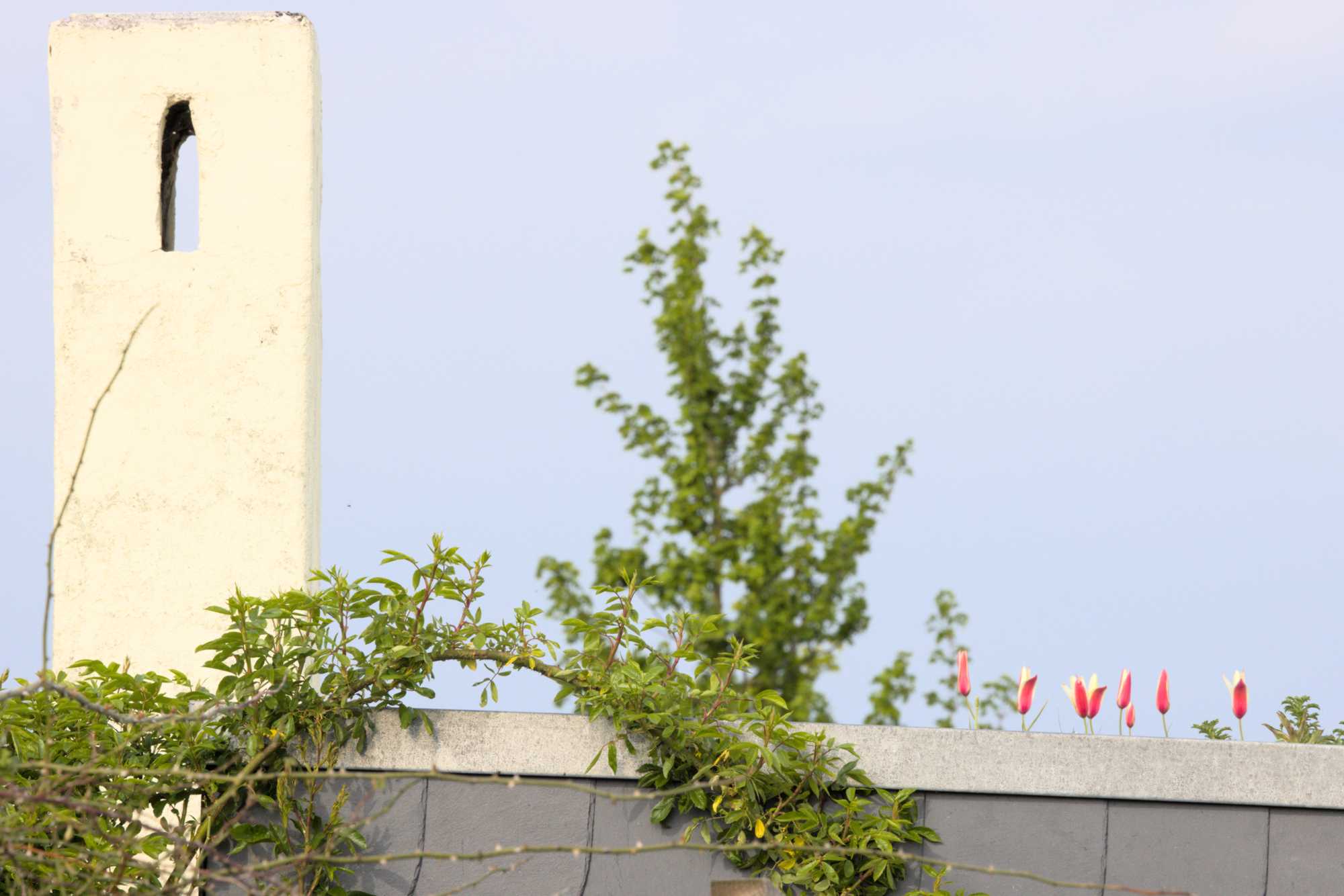 Lokation: Deutschland | Nordrhein-Westfalen | Heinsberg | Wassenberg Kategorien: Dachbegrünung, Hortus rusticus, Datum: 23.04.2022