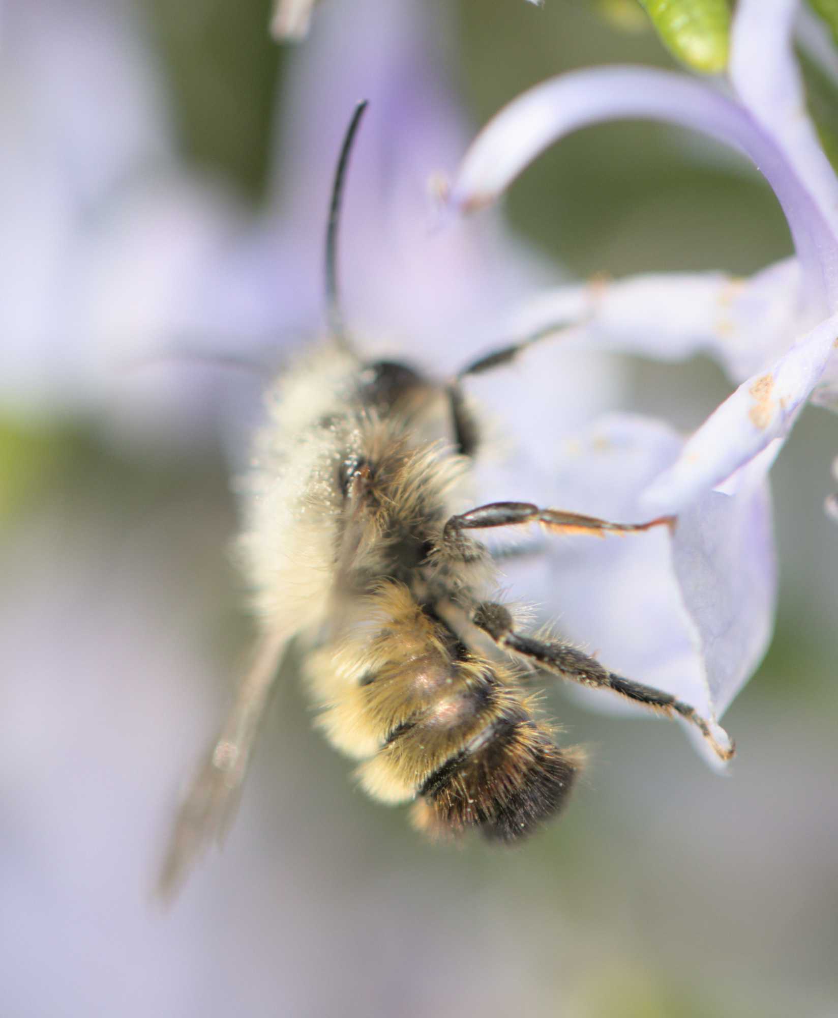Rote Mauerbiene (Osmia bicornis), Lokation: Deutschland | Nordrhein-Westfalen | Heinsberg | Wassenberg Kategorien: Insekten, Hortus rusticus, Familie: Megachilidae (Bauchsammlerbienen), Datum: 01.05.2022