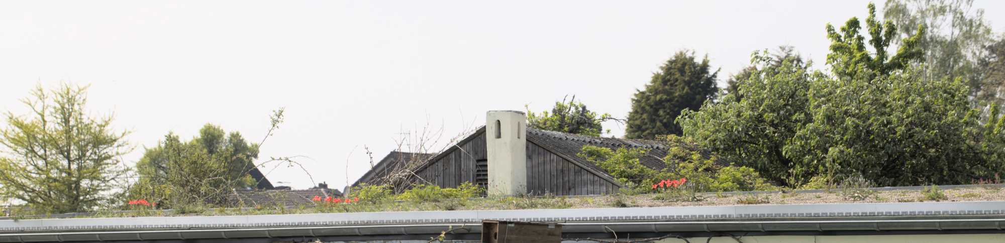 Lokation: Deutschland | Nordrhein-Westfalen | Heinsberg | Wassenberg Kategorien: Dachbegrünung, Hortus rusticus, Datum: 02.05.2022