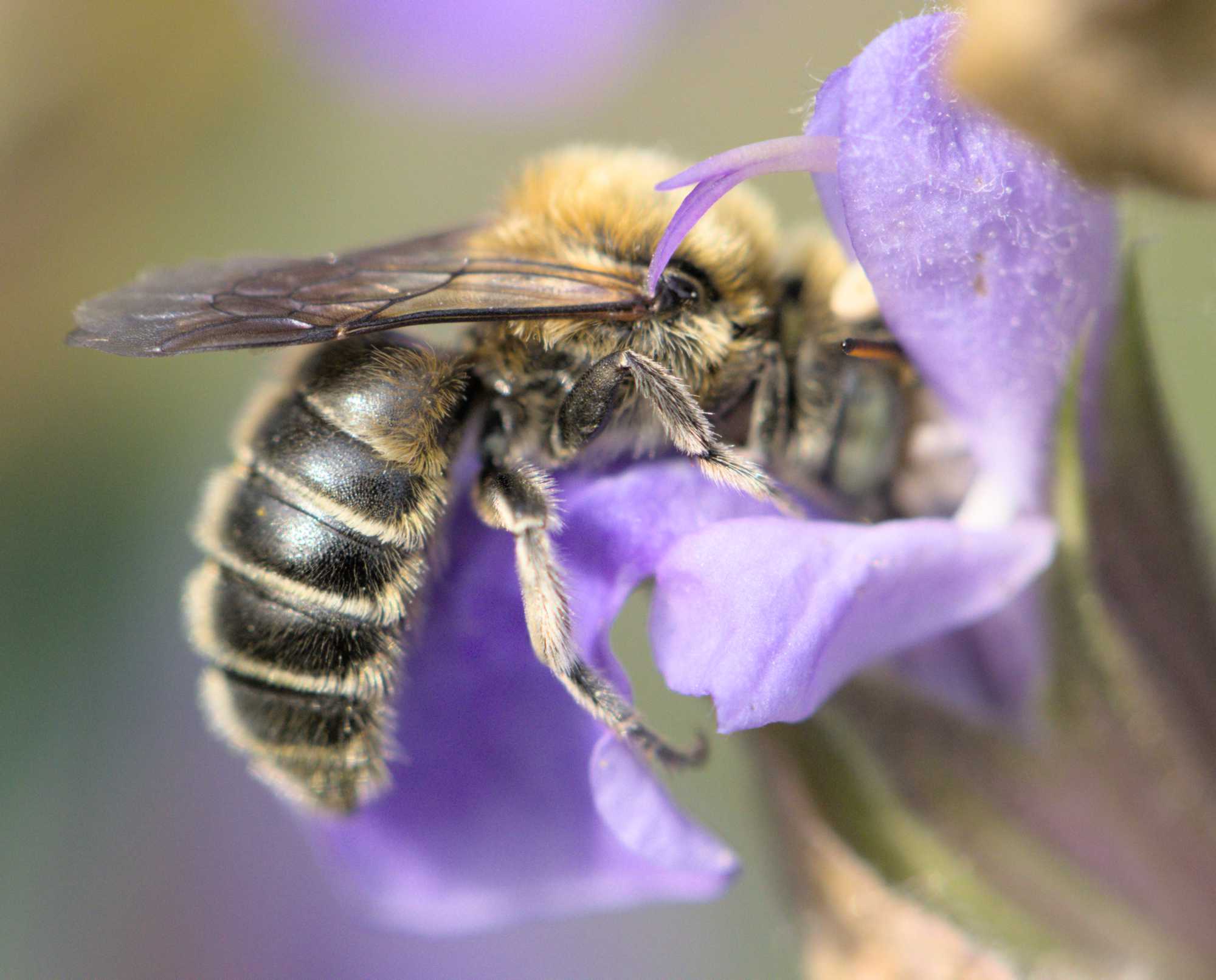 Glänzende Natternkopf-Mauerbiene (Hoplitis adunca), Lokation: Deutschland | Nordrhein-Westfalen | Heinsberg | Wassenberg Kategorien: Bienen, Hortus rusticus, Familie: Megachilidae (Bauchsammlerbienen), Datum: 18.05.2022